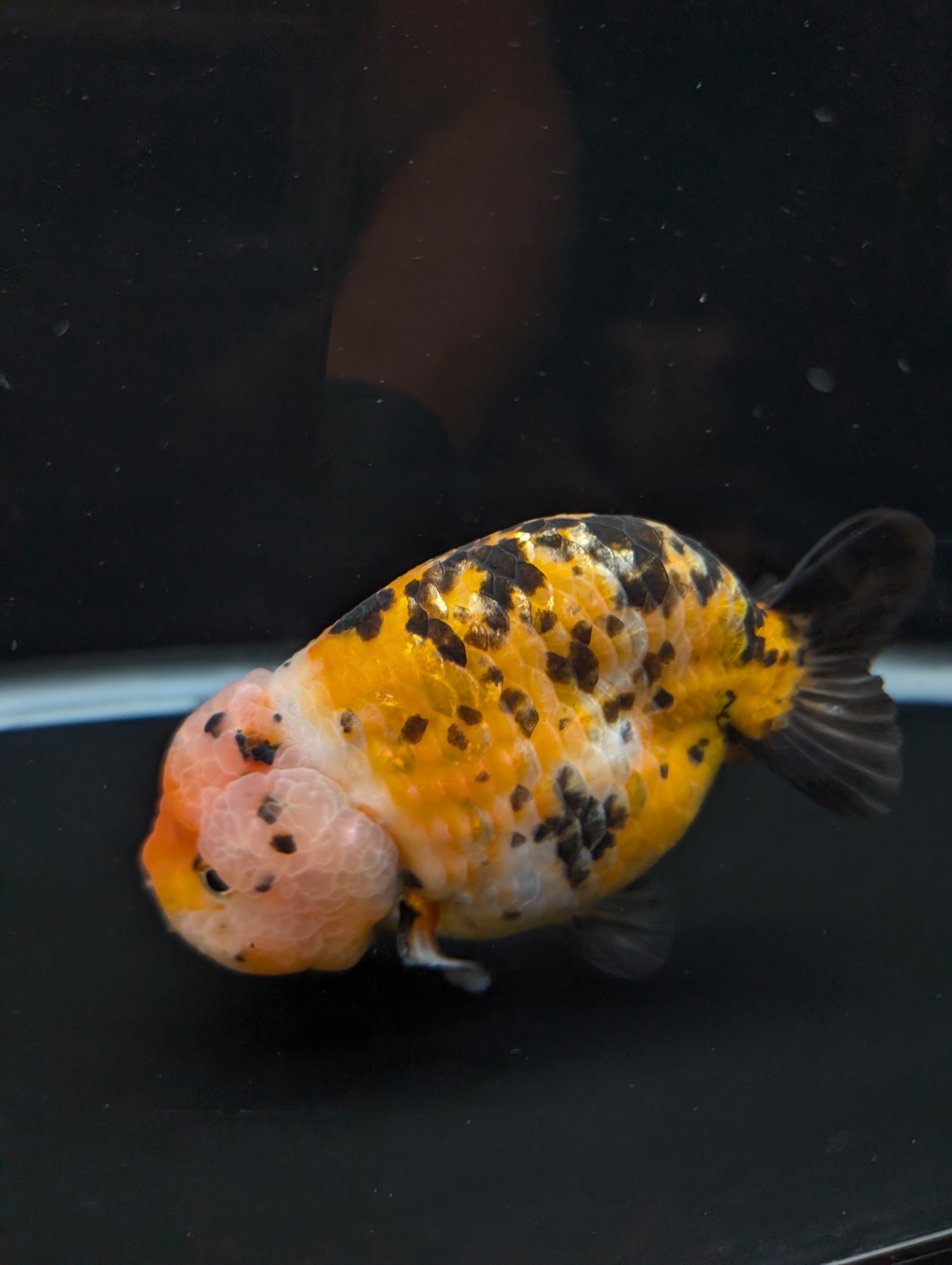 Jumbo Ranchu Calico 4.5"-5" in. ID#821R8A-033