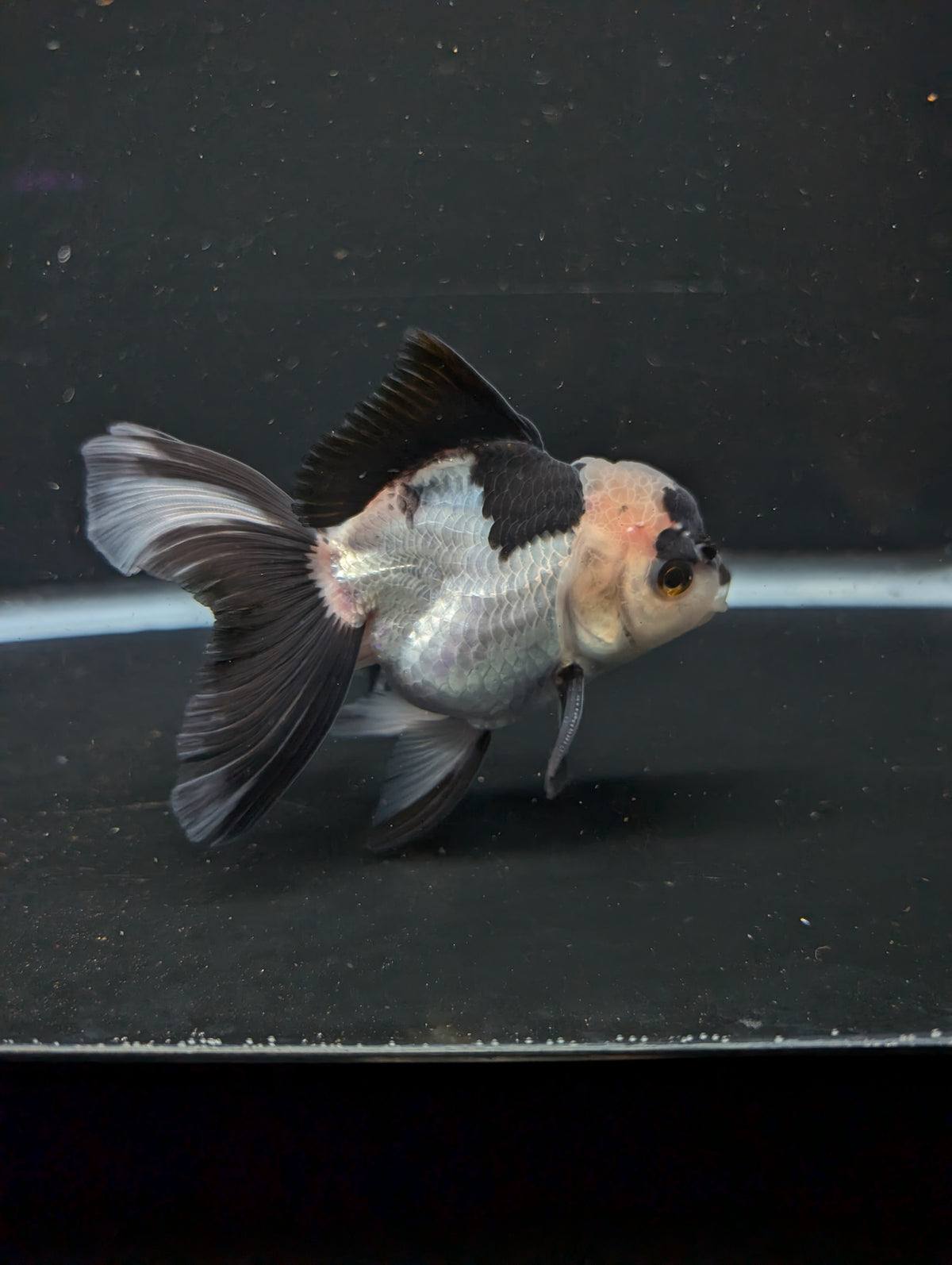 Thai Oranda Panda 4"-4.5"in.  ID#1016T1A-005
