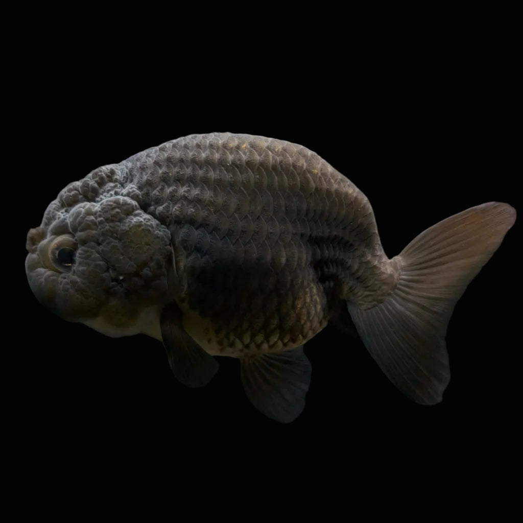 Jumbo Ranchu Black 3.5"- 4" in. ID#710R8A-025
