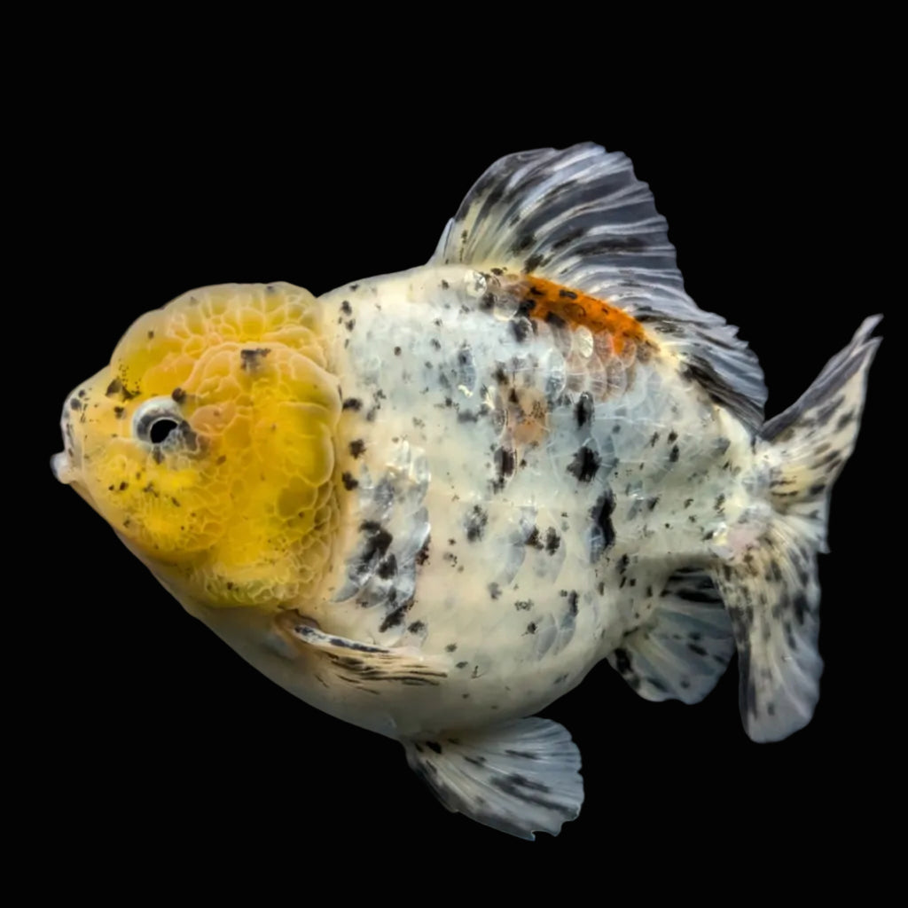 Jumbo Oranda Yuan Bao Lemon Head Granite Calico   4.5"-5"in. ID#904YB13A-002