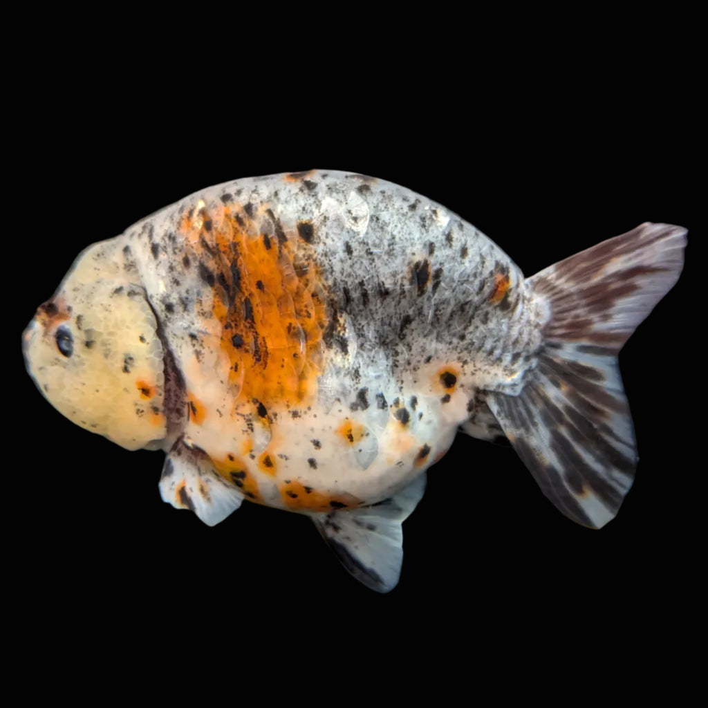 Jumbo Ranchu Kirin Calico 4.5"-5" in. ID#814R8A-025 Please See Notes.