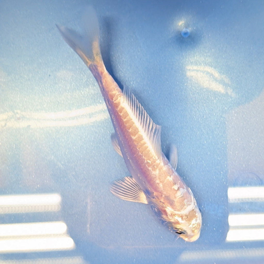 Doitsu Platinum Ogon Koi  4"in. ID#806BFK-018
