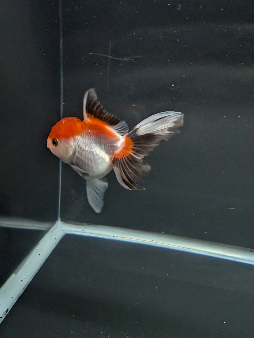 Juvenile Oranda Tricolor 3.5"-4" in.  ID#508T2A-025