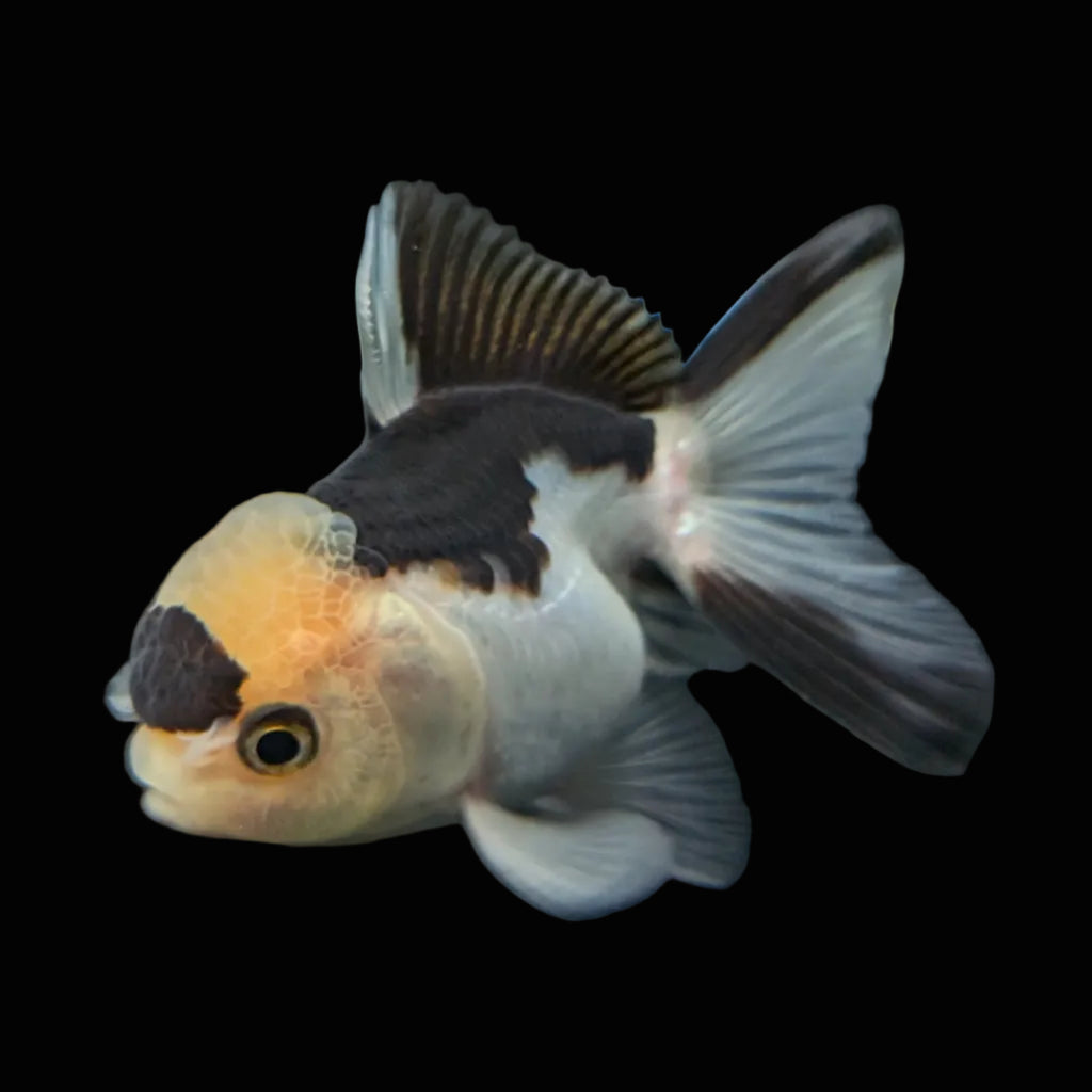 Juvenile Thai Oranda Panda 3"in.  ID#814T1A-008