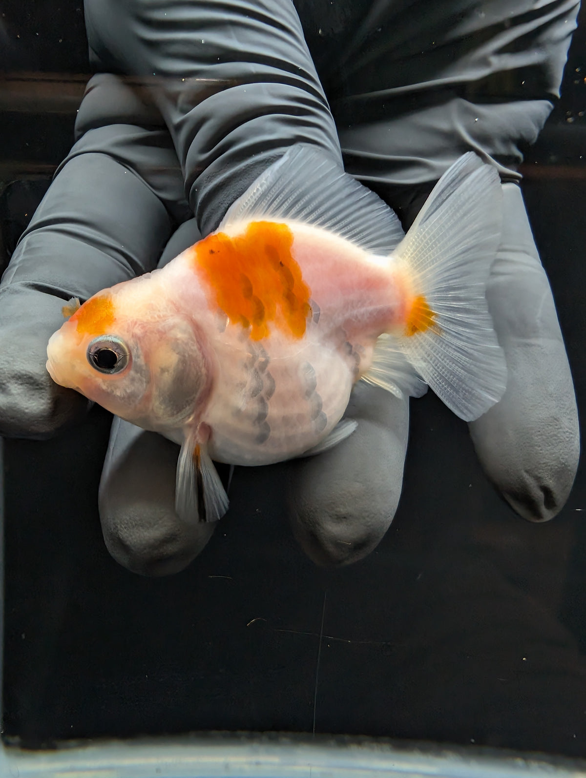 Baby Thai Shogun Oranda Sakura 2"-2.5" in. ID#1023BSG11A-026