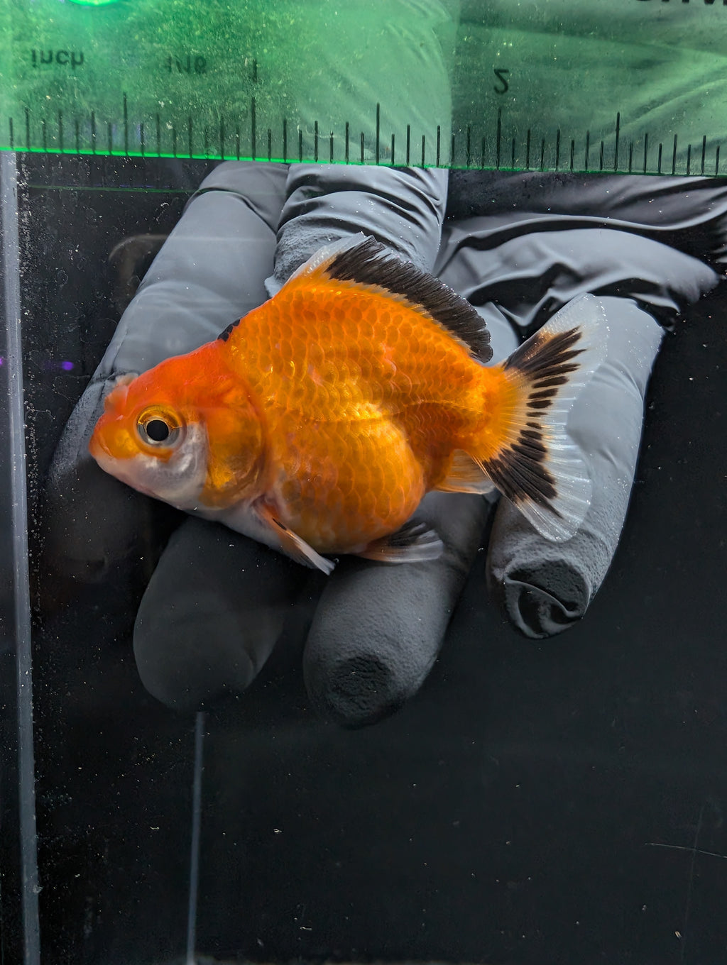 Baby Thai Shogun Oranda Tricolor 2"-2.5" in. ID#1016BSG11A-002