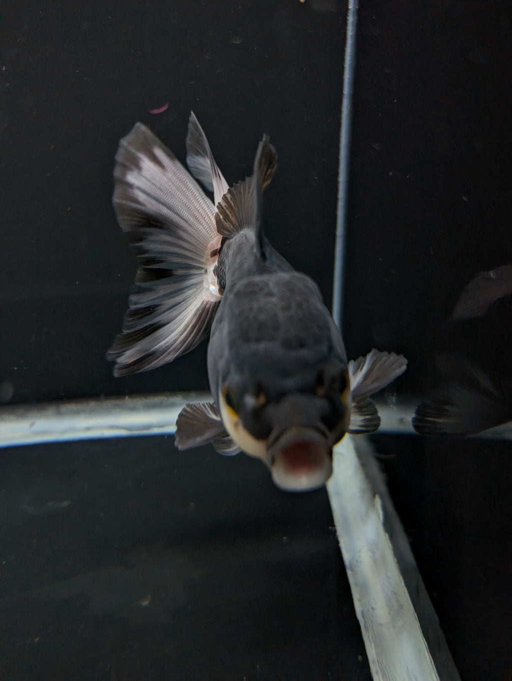 Thai Oranda Panda 4"-4.5"in.  ID#1023T1A-023