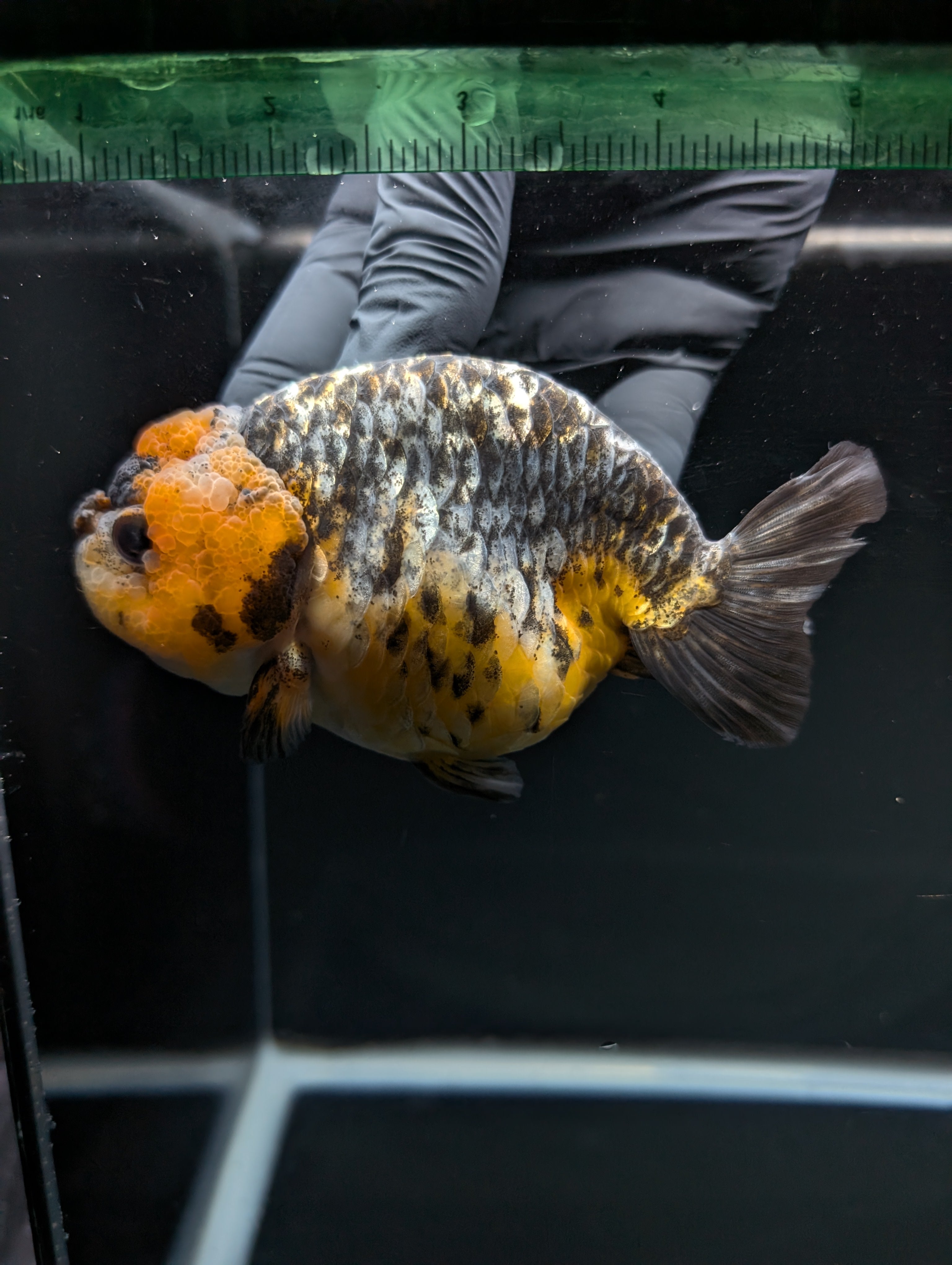 Jumbo Ranchu Kirin Calico 4.5"-5" in. ID#828R8A-051