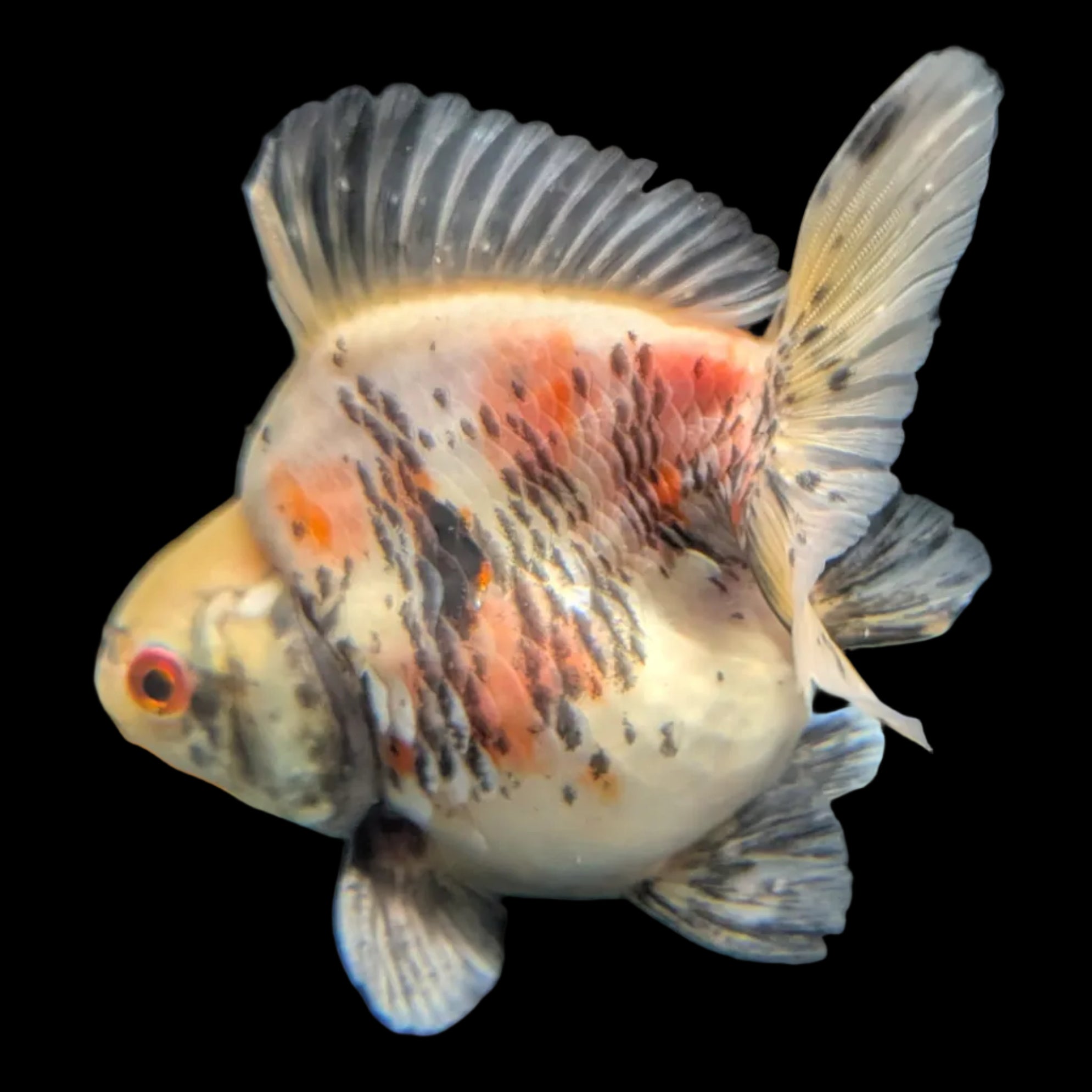 Jumbo Ryukin Short Tail Kirin Calico 4"-4.5" in. ID#3204B-005