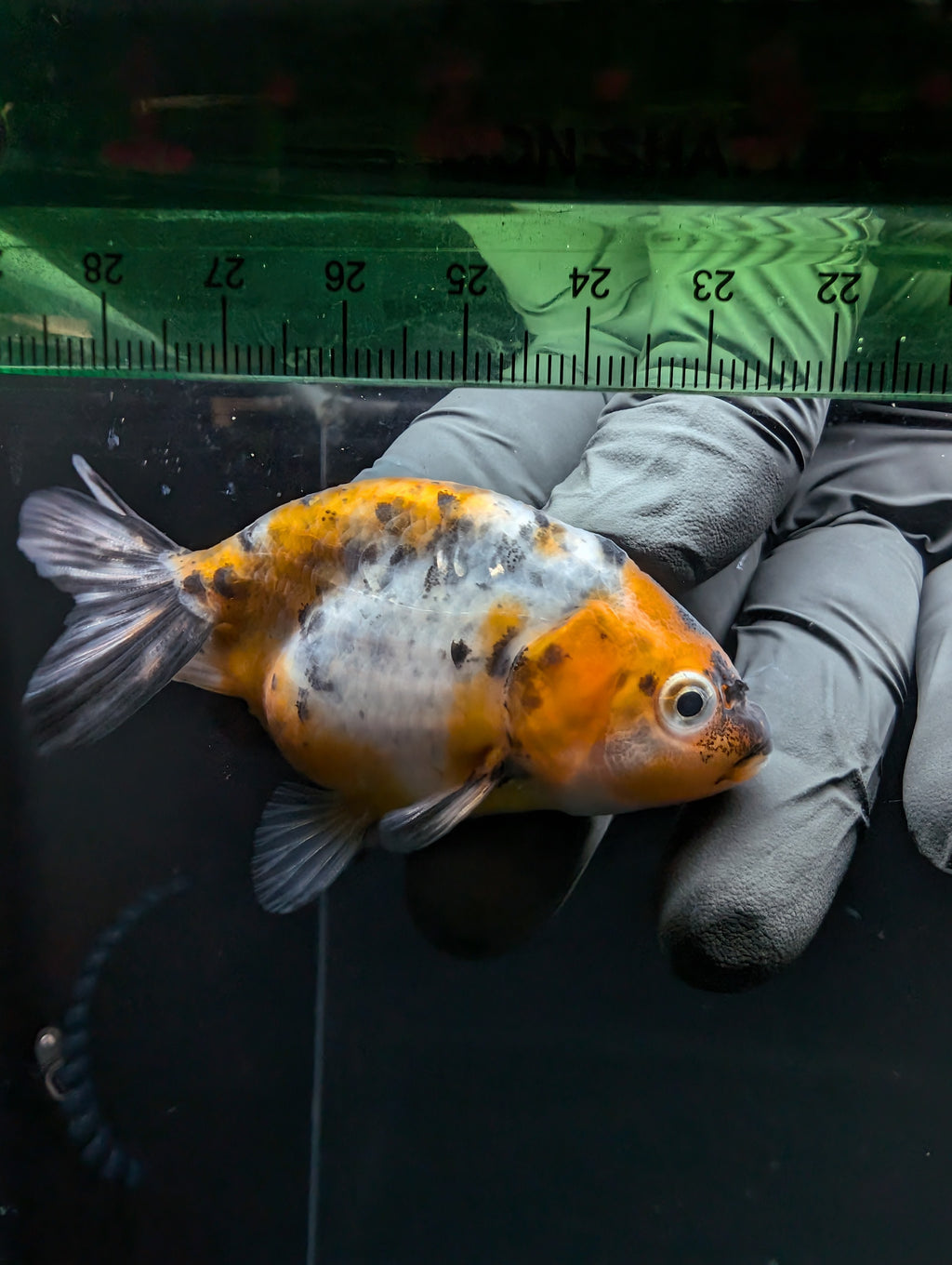 Ranchu Calico 2.5"-3" in. ID#717R4A-006