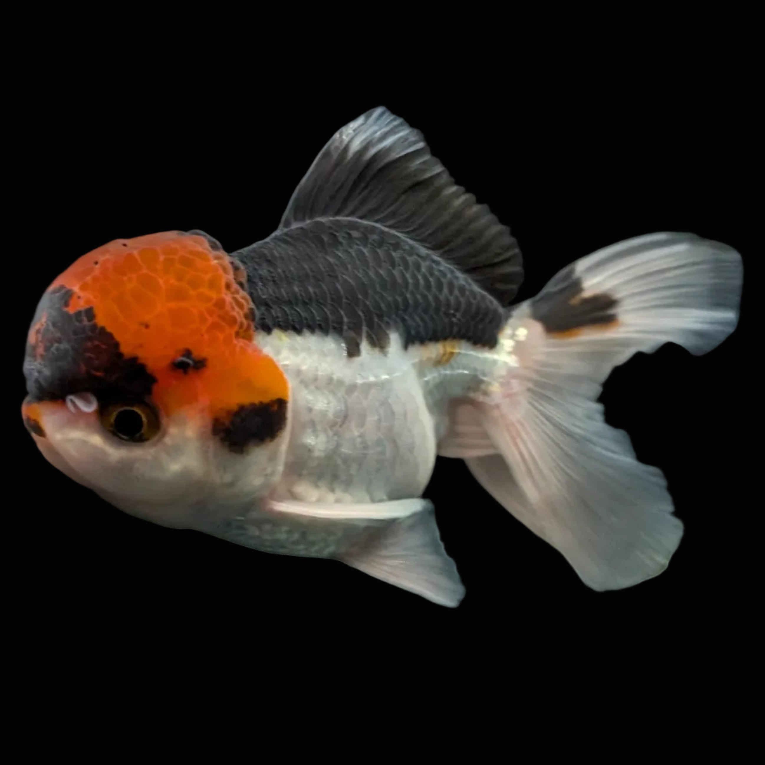 Juvenile Oranda Tricolor 3.5"-4" in.  ID#424T1A-006