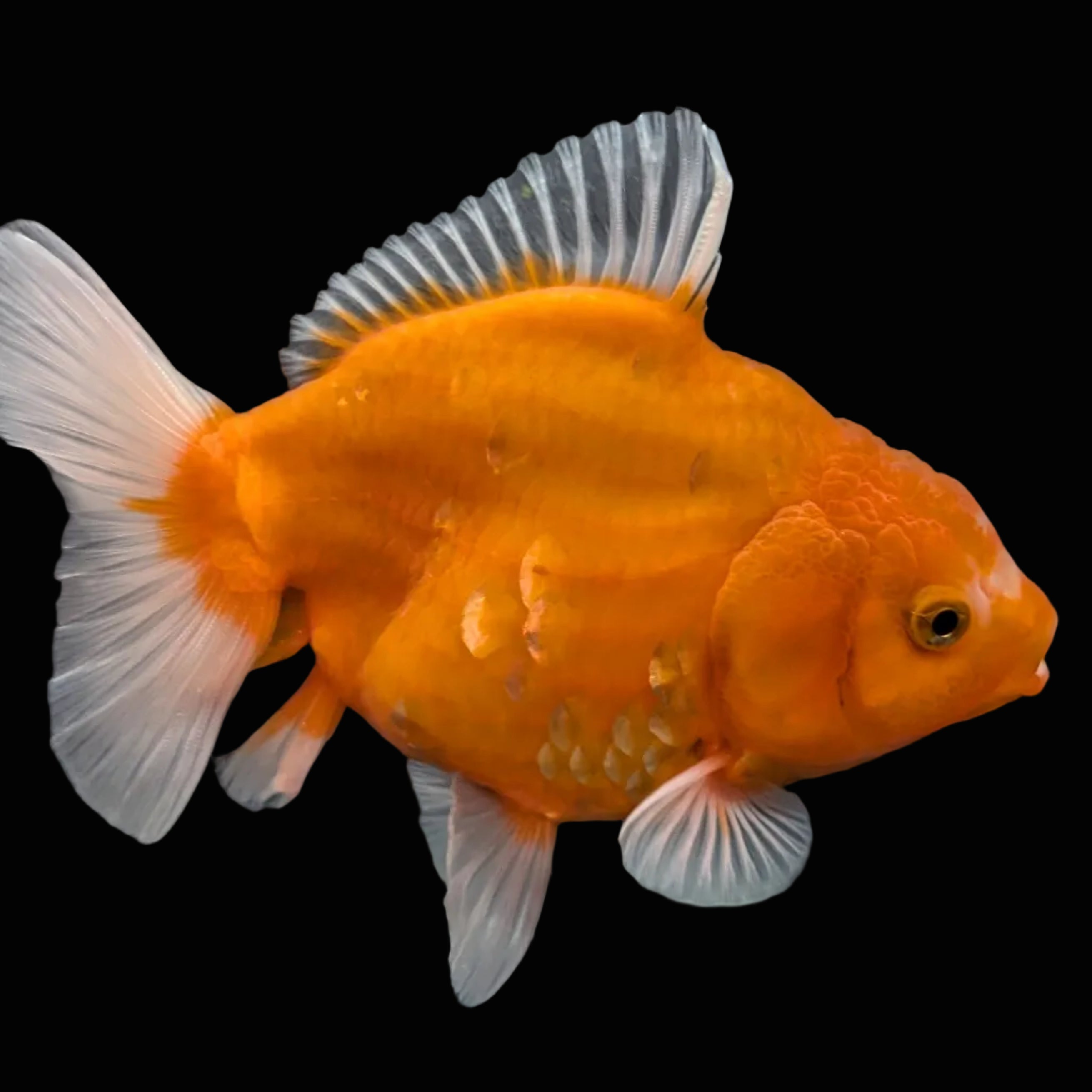 Jumbo Oranda Yuan Bao Sakura   4"-4.5"in. ID#807SB13A-006 Please See Notes.