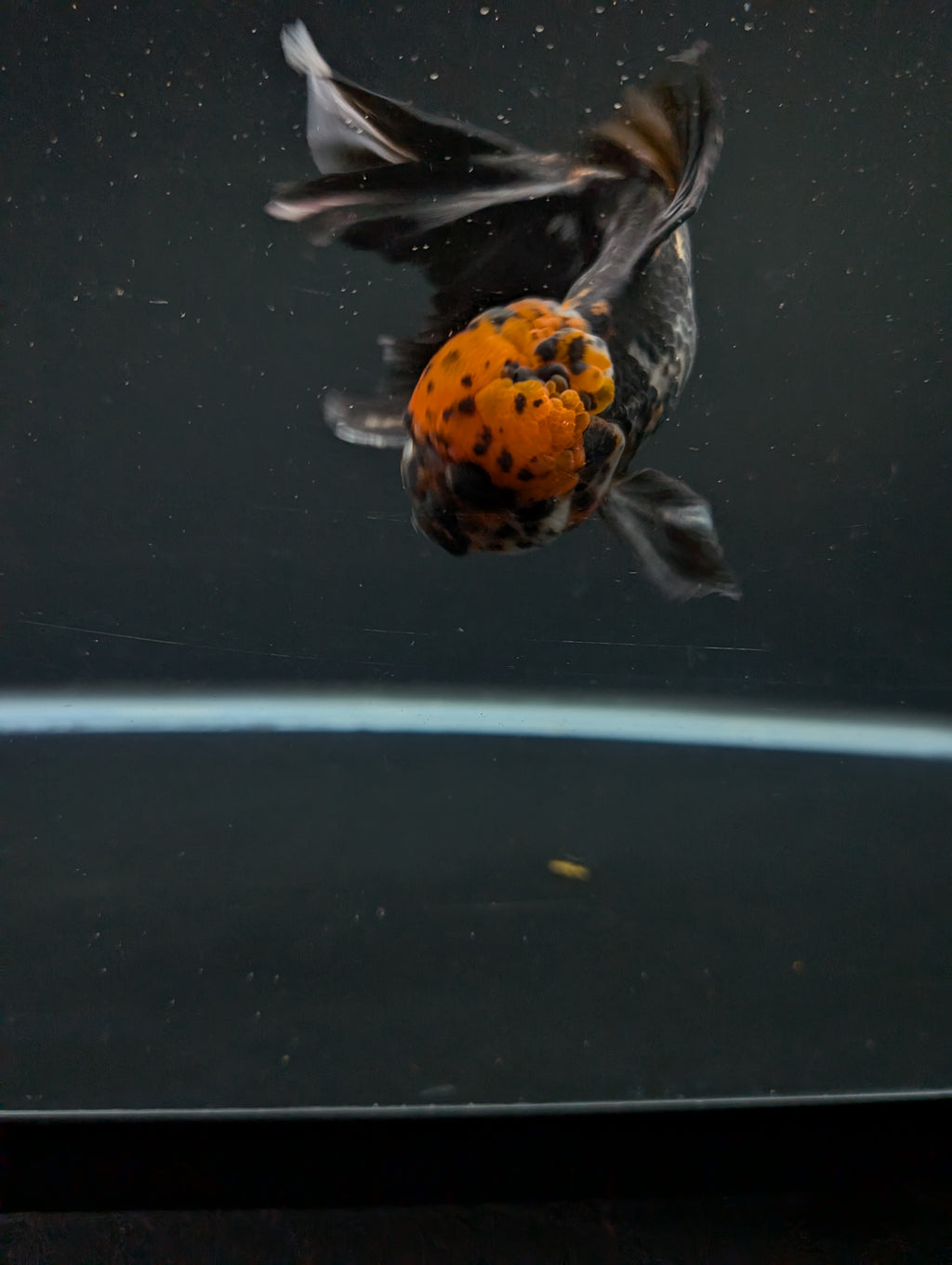 Calico Oranda 4.5"-5"in. ID#911LB2A-006