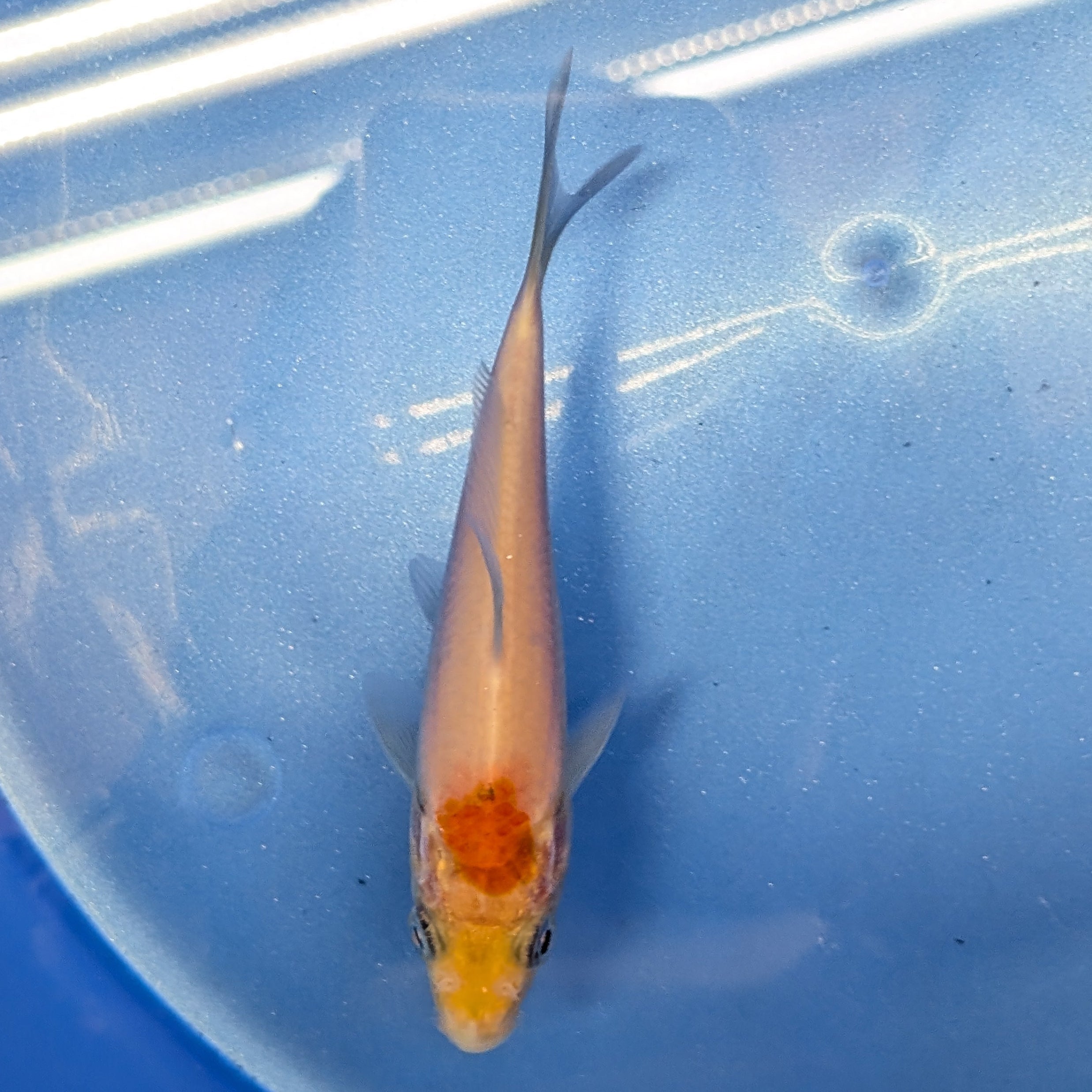Tancho Kohaku Koi  4"in. ID#806BFK-016