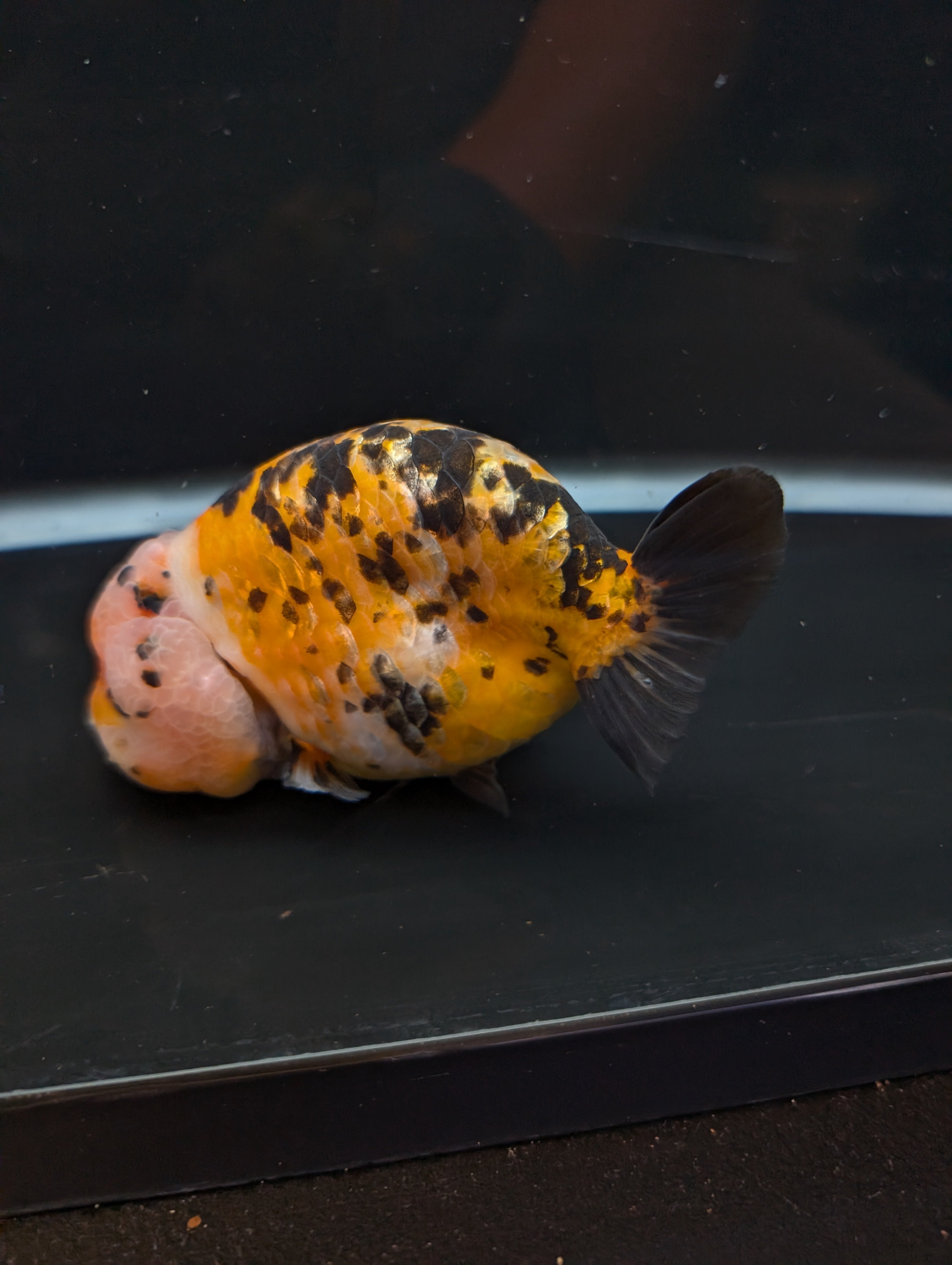 Jumbo Ranchu Calico 4.5"-5" in. ID#821R8A-033