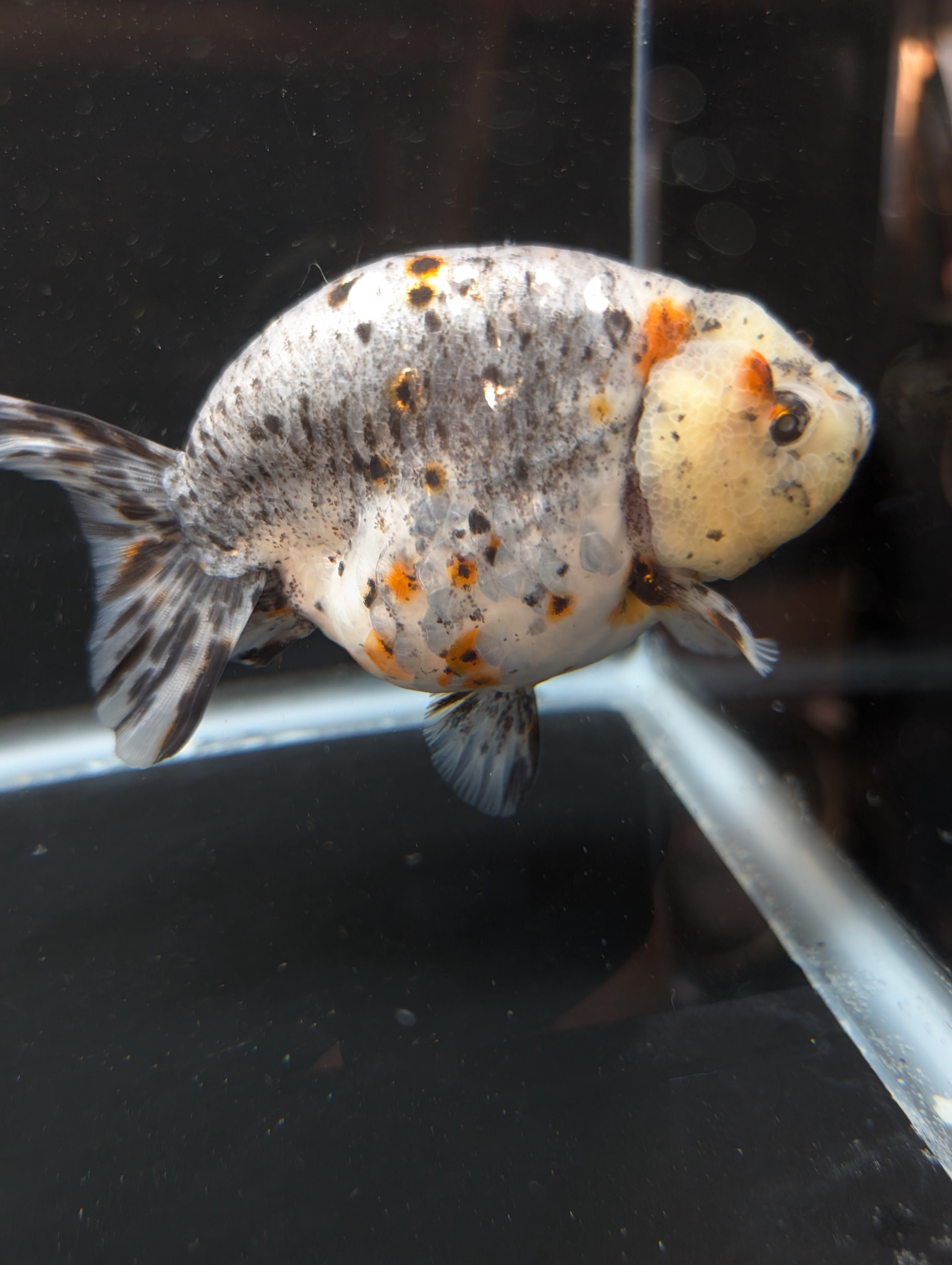 Jumbo Ranchu Kirin Calico 4.5"-5" in. ID#814R8A-025 Please See Notes.