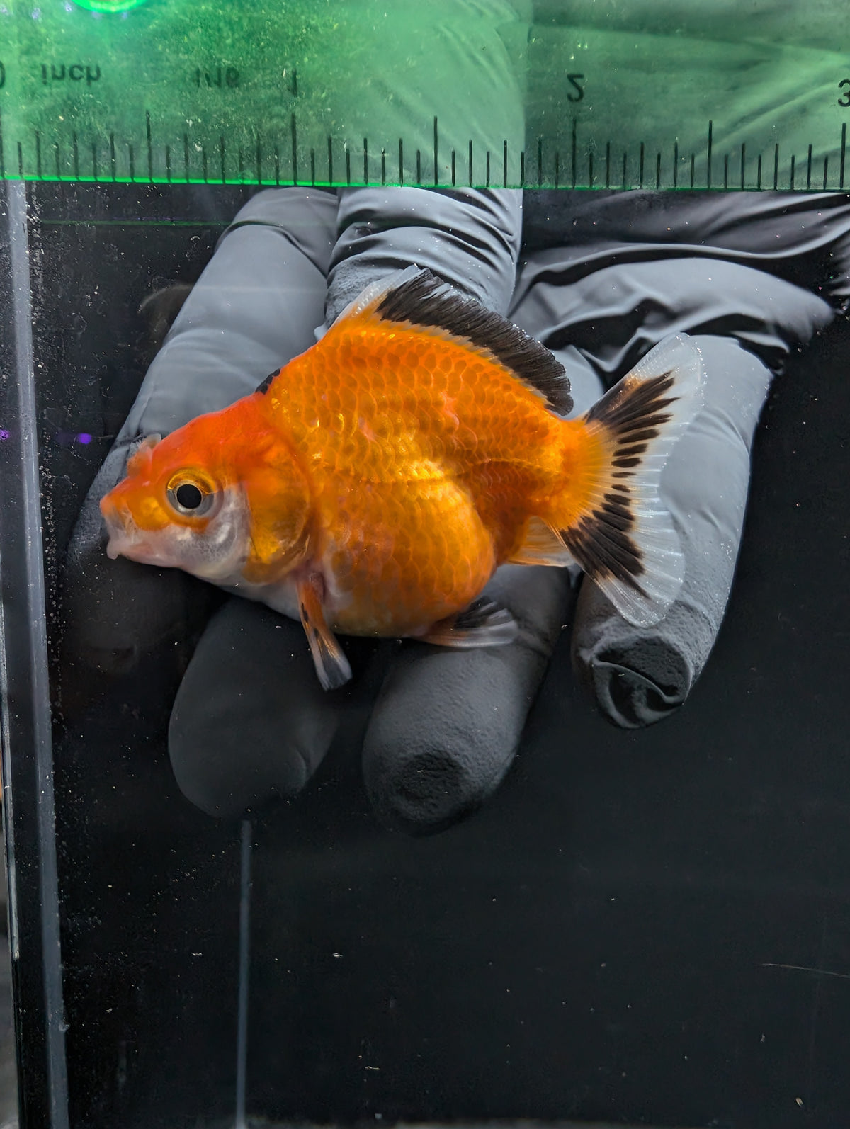 Baby Thai Shogun Oranda Tricolor 2"-2.5" in. ID#1016BSG11A-002