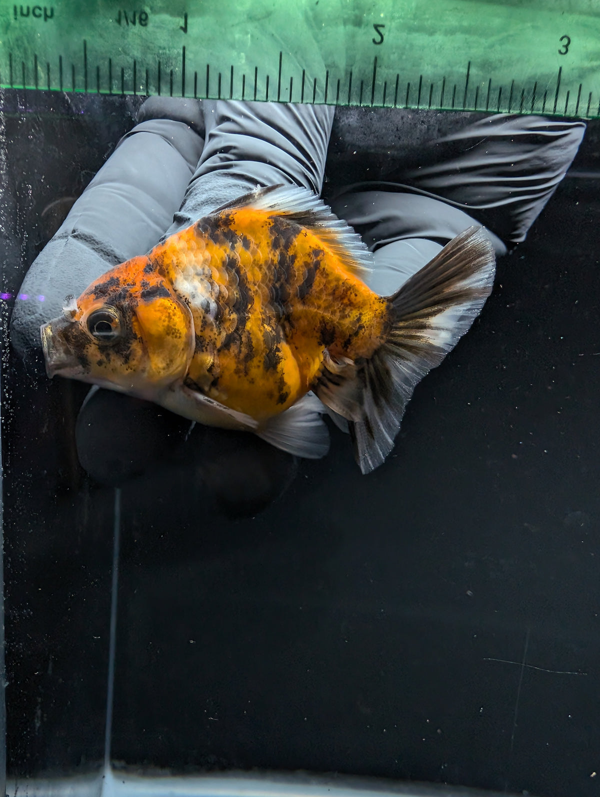 Baby Thai Shogun Oranda Tiger Calico 2"-2.5" in. ID#1016BSG11A-003