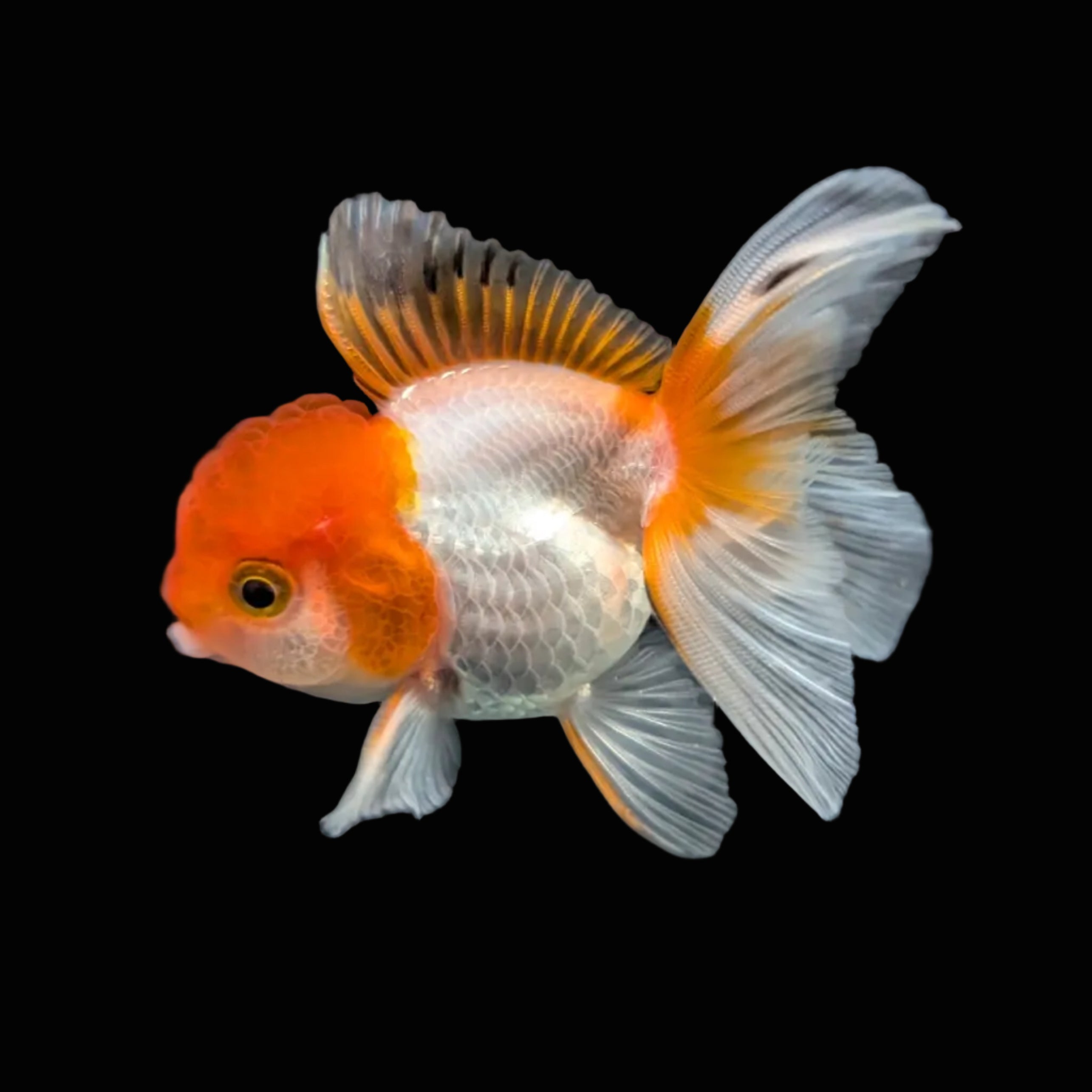 Juvenile Oranda Tricolor 3.5"-4" in.  ID#417T7A-007