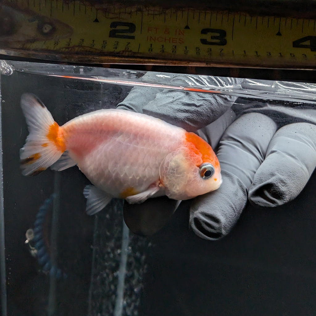 Ranchu Sakura 2.5"-3" in. ID#612R4A-087