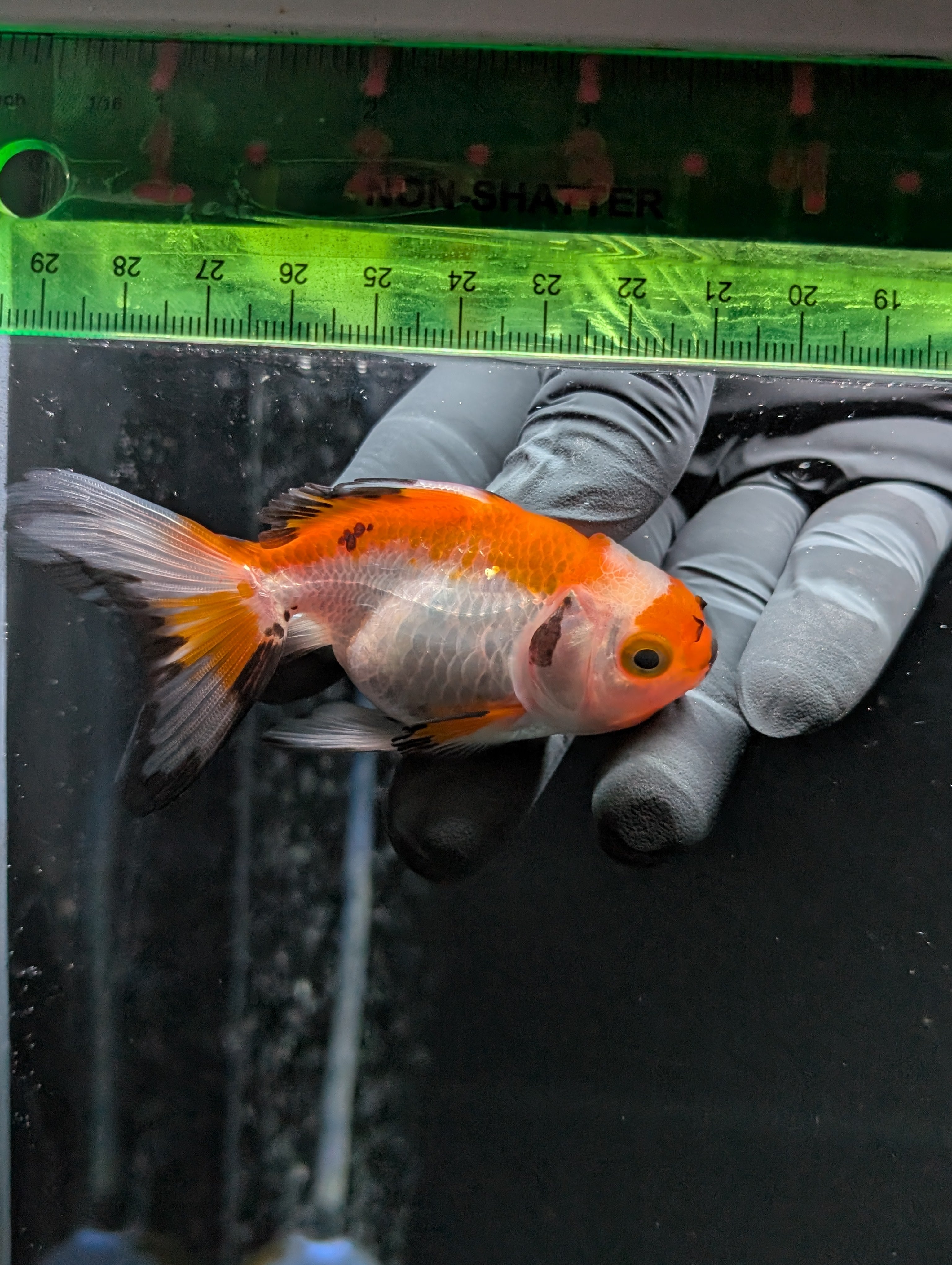 Juvenile Oranda  Tricolor 3"-3.5"in.  ID#619T1A-004
