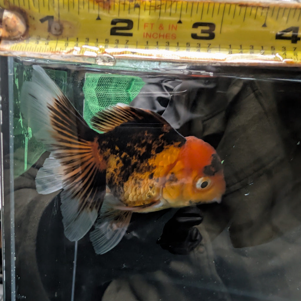 Juvenile Oranda Tricolor 3.5"-4" in.  ID#320T13b-018