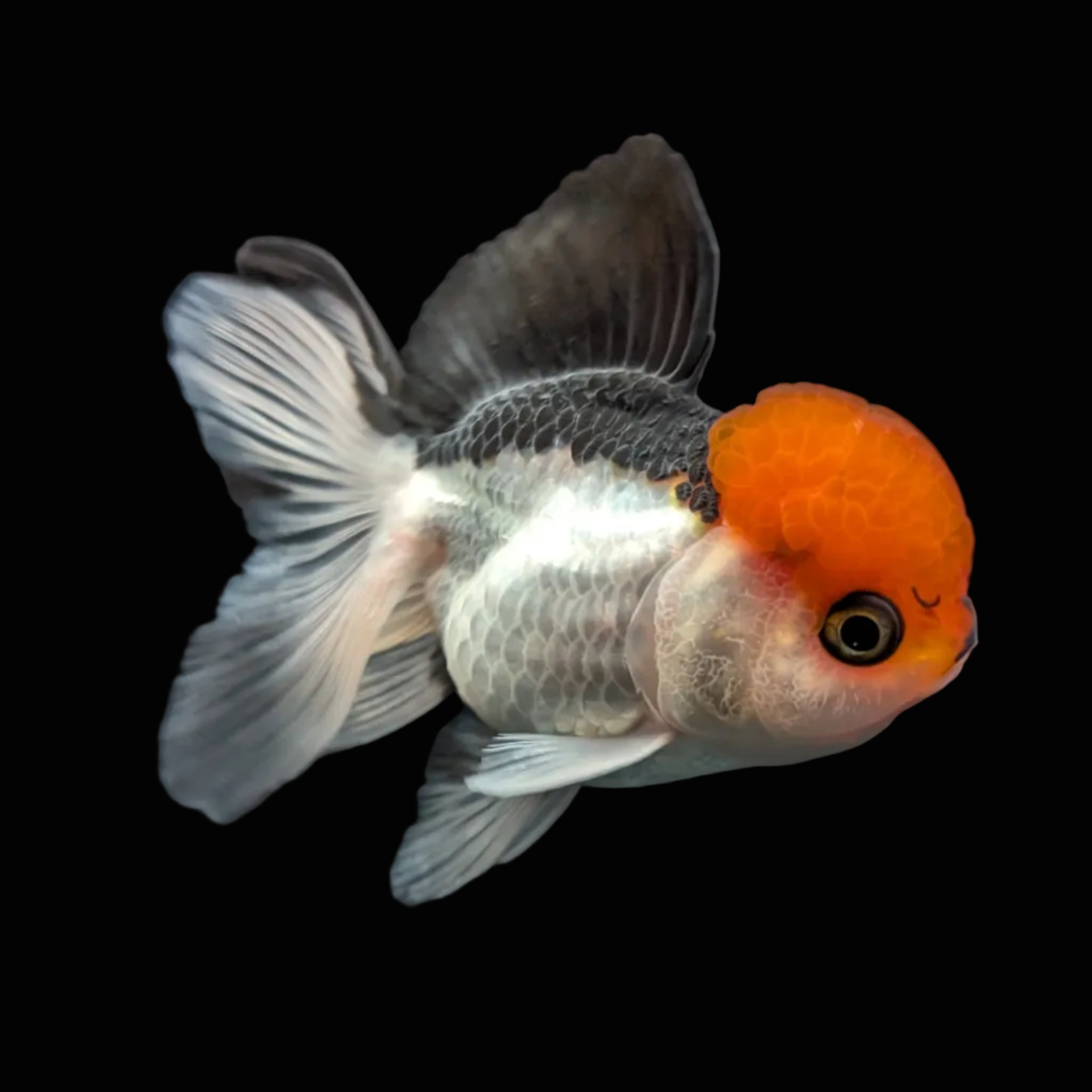 LUIGI *Boss 501 Juvenile Oranda Tricolor 3.5"-4" in.  ID#501T2A-010