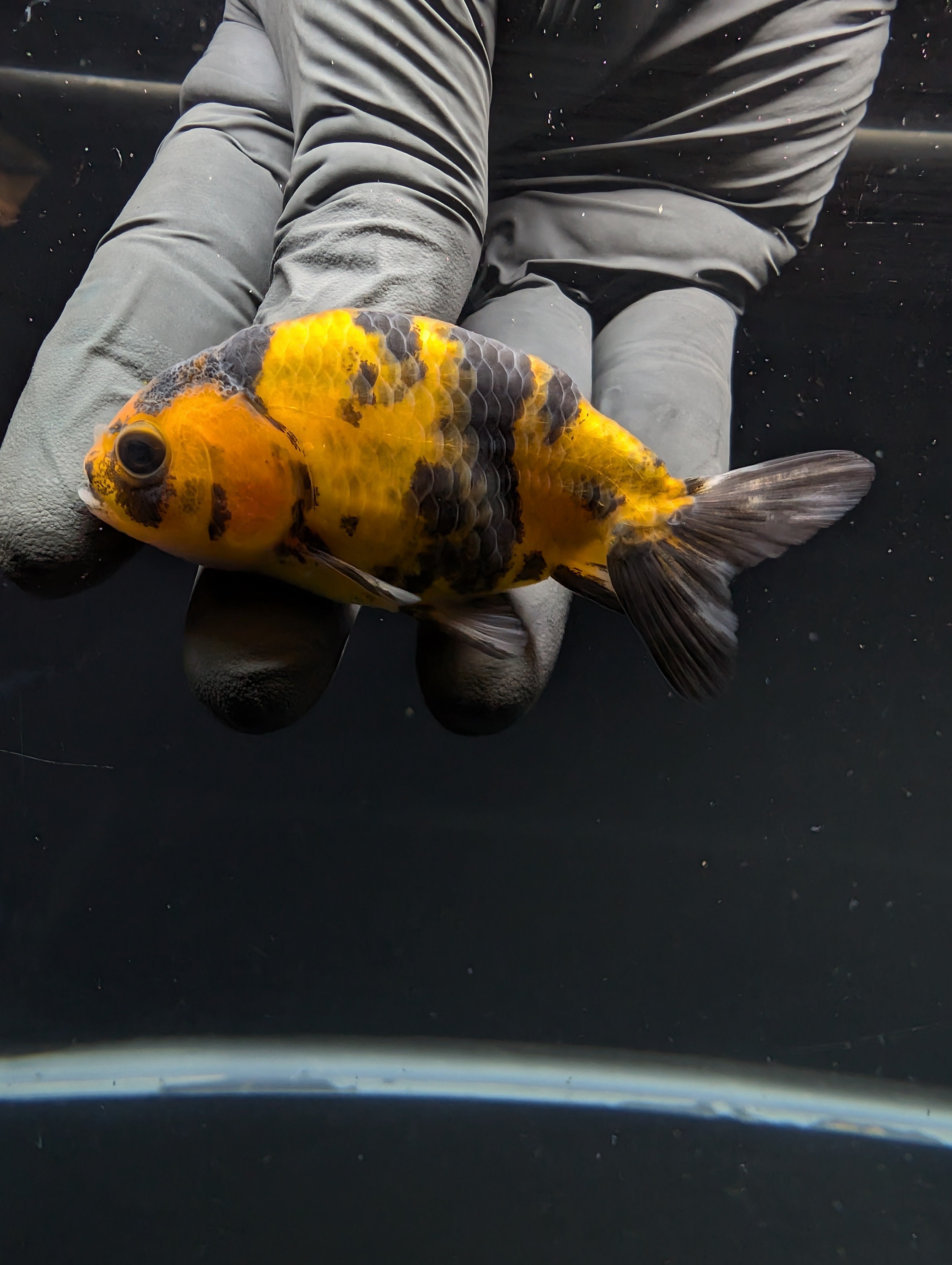 Ranchu Calico 2.5"-3" in. ID#717R4A-012