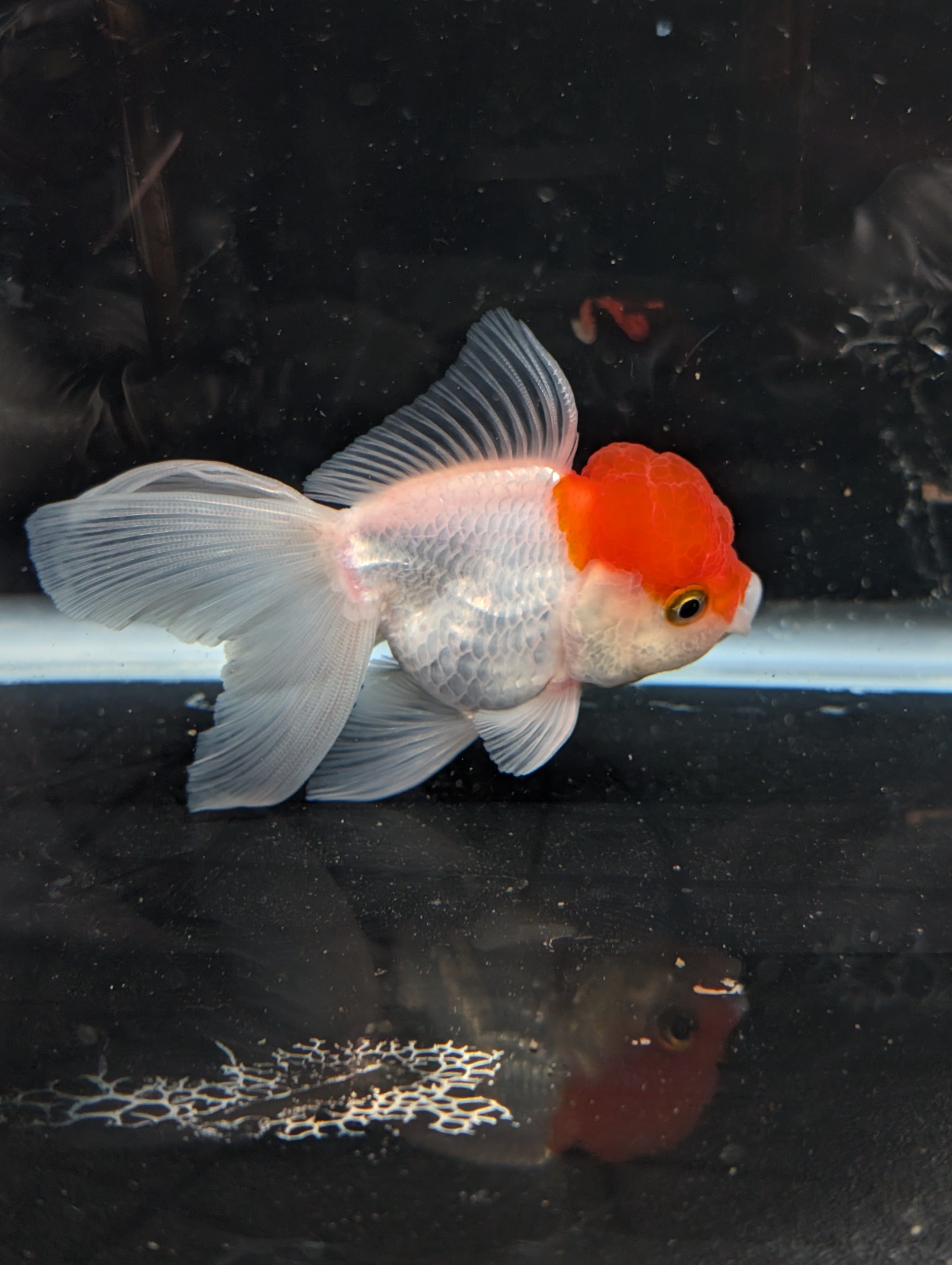 TOAD *Boss 415  Juvenile Oranda Red Cap 3.5"-4" in.  ID#410T8A-020