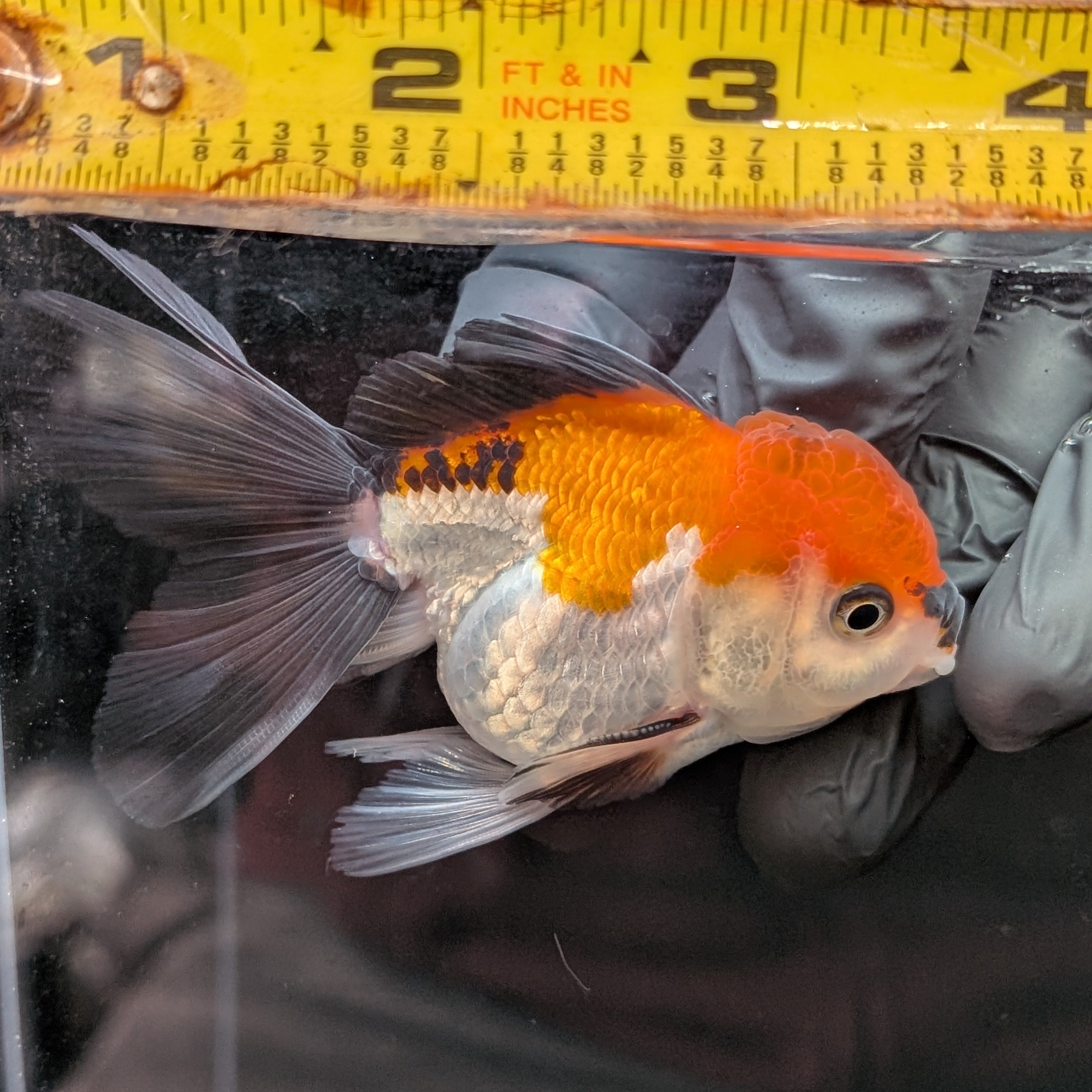 MARIO *Boss 415 Juvenile Oranda Tricolor 3.5"-4" in.  ID#410T8A-013