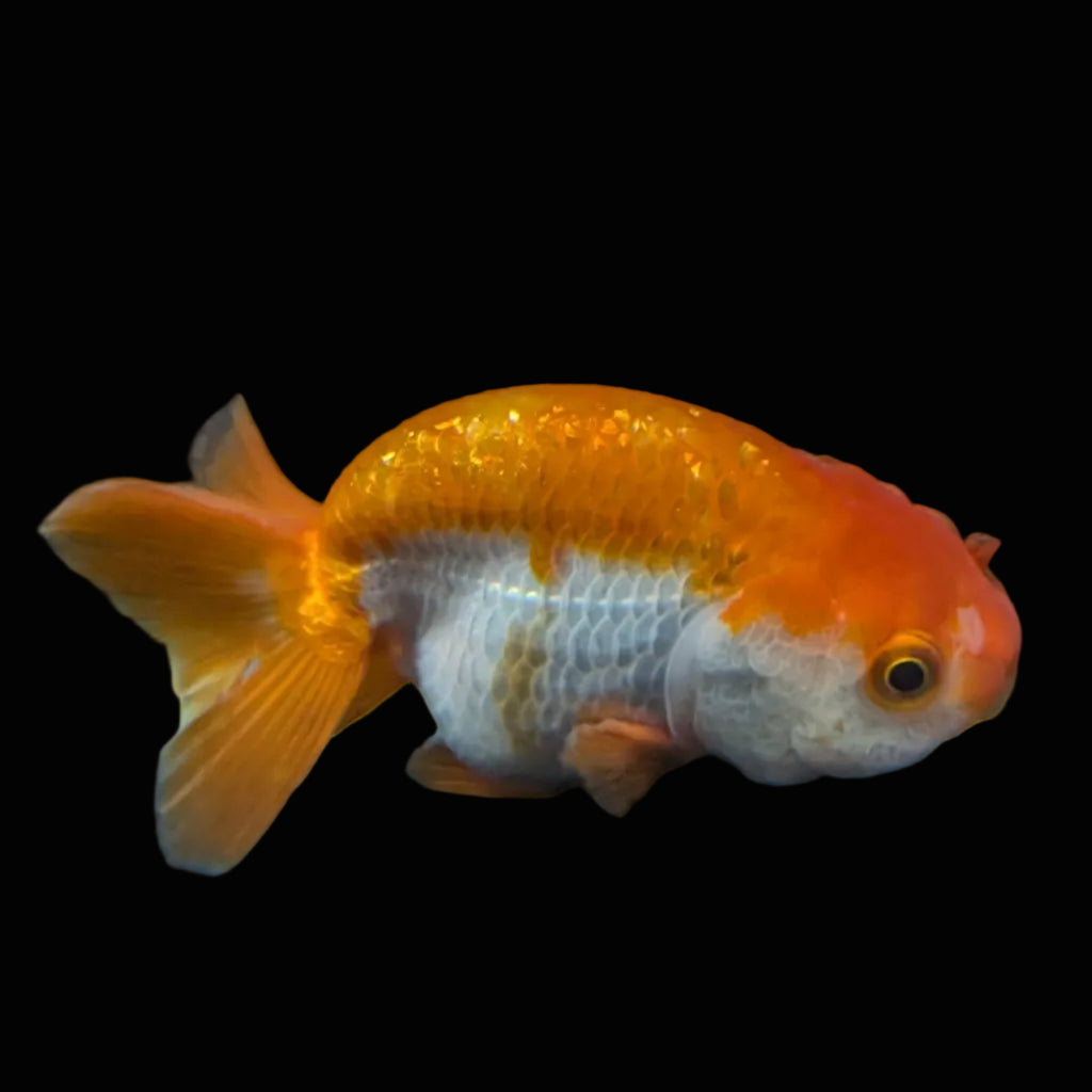 Ranchu Red White 3.5"-4"in. ID#821R4A-054