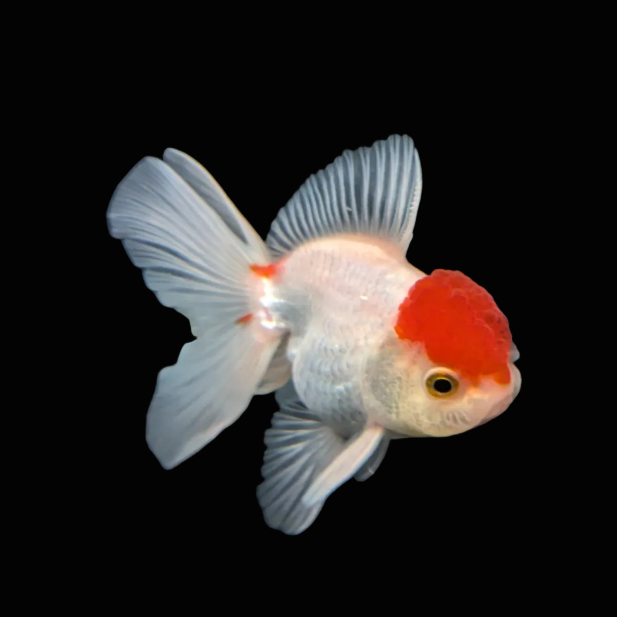 Juvenile Oranda Tricolor 3.5"-4" in.  ID#417T7A-012