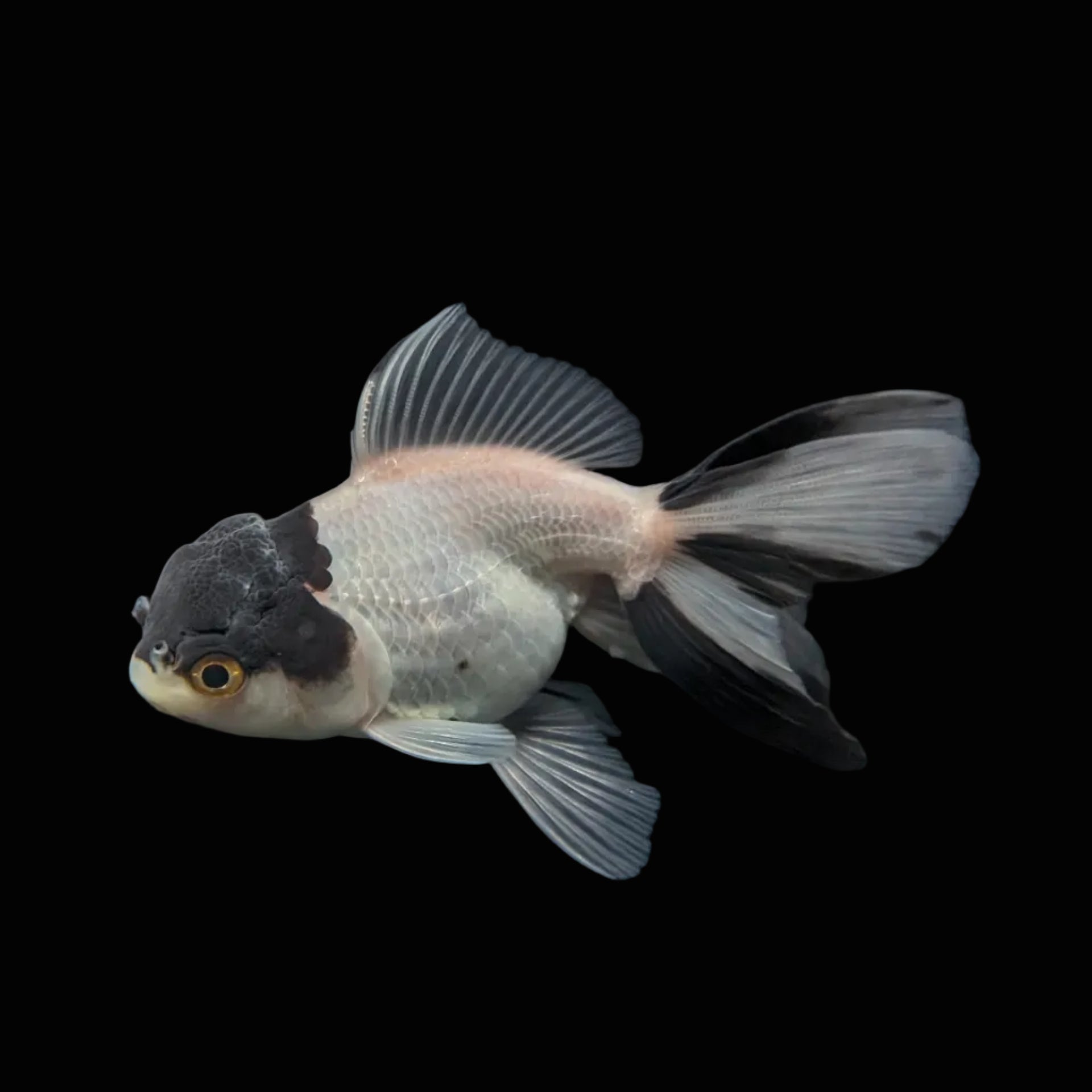 Juvenile Oranda Panda 3.5"-4" in.  ID#501T2A-012