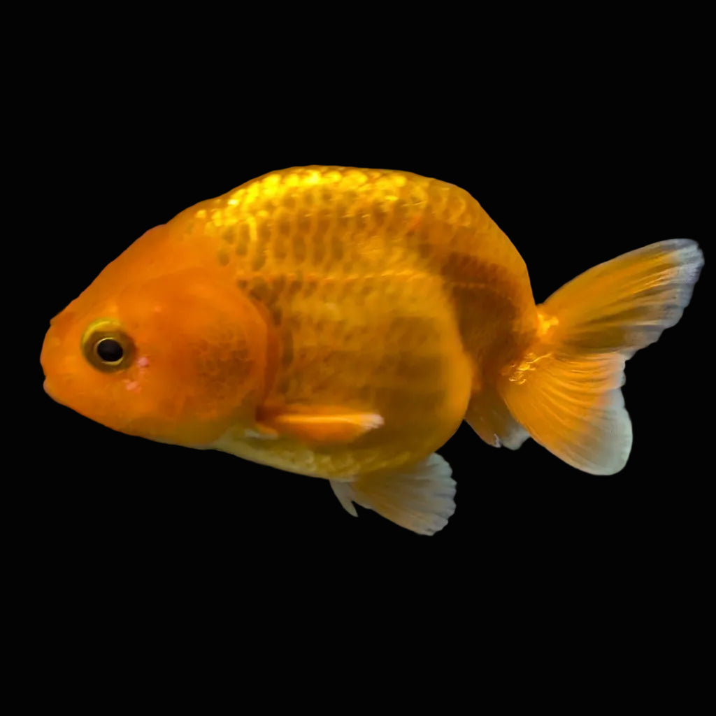 Ranchu Red White 3"-3.5" in. ID#403R7A-008
