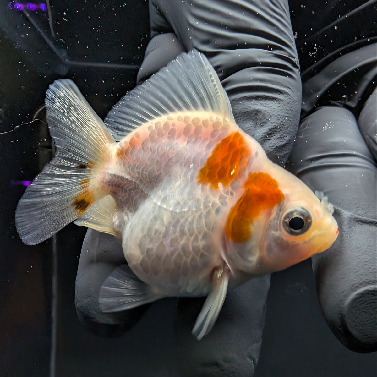Baby Thai Shogun Oranda Red White 2"-2.5" in. ID#1016BSG11A-004