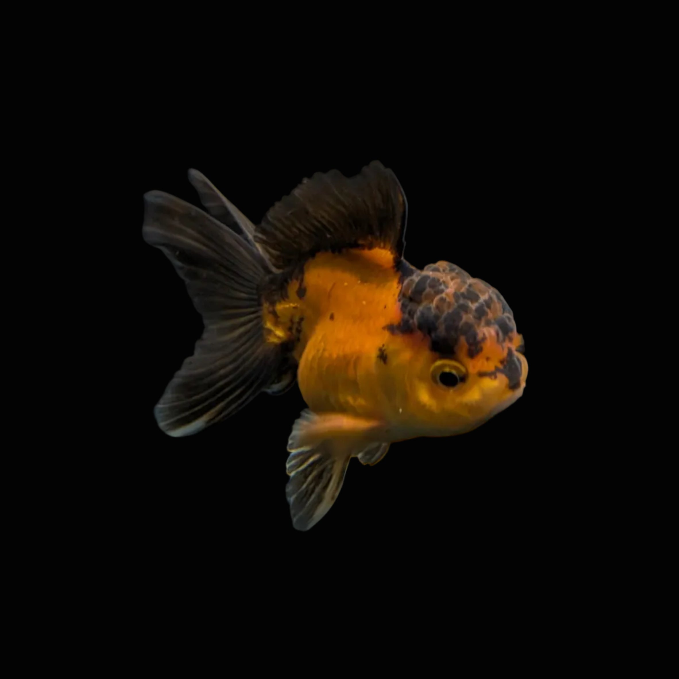Juvenile Oranda Red Black 3.5"-4" in.  ID#327T13b-035