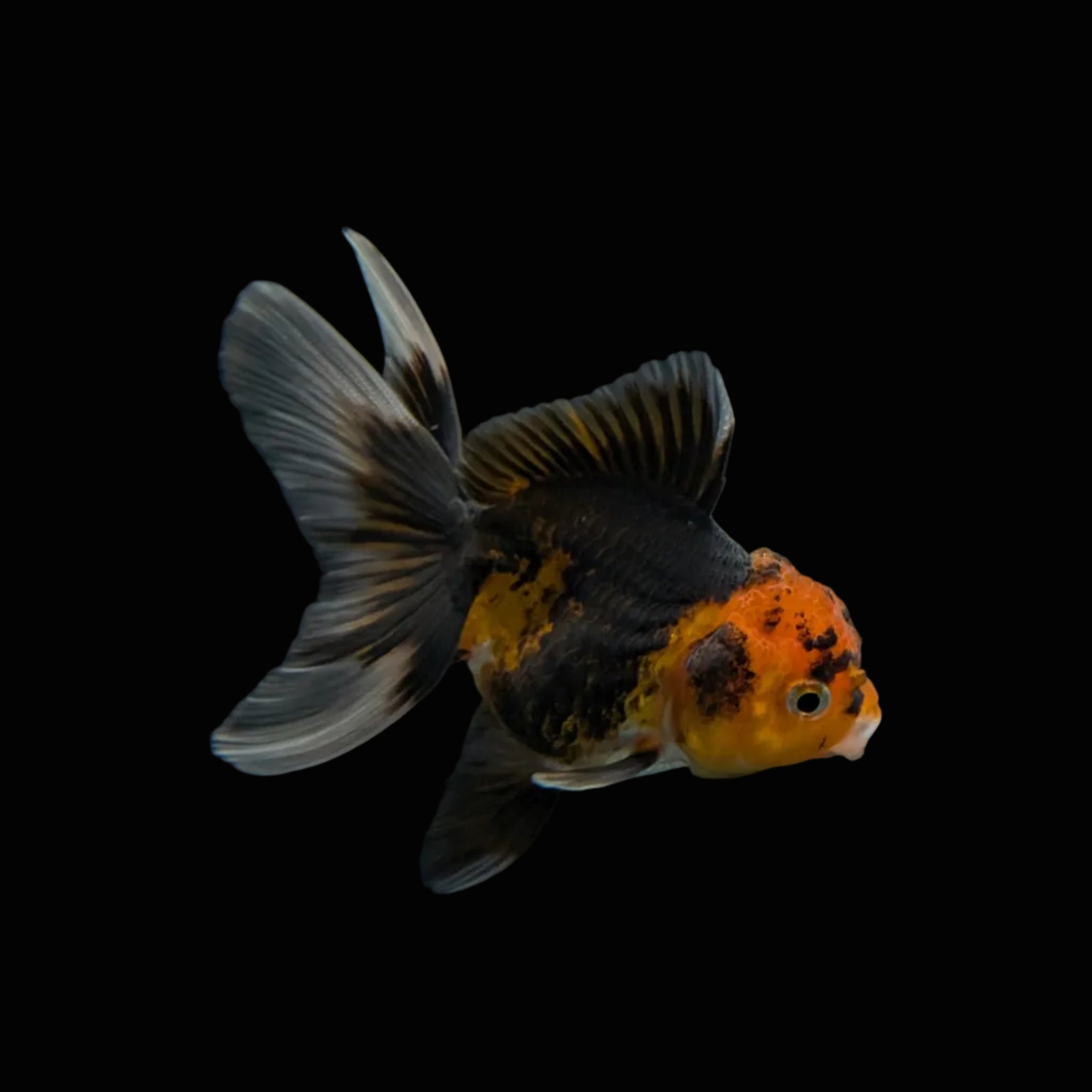 Juvenile Oranda Tricolor 3.5"-4" in.  ID#320T13b-008