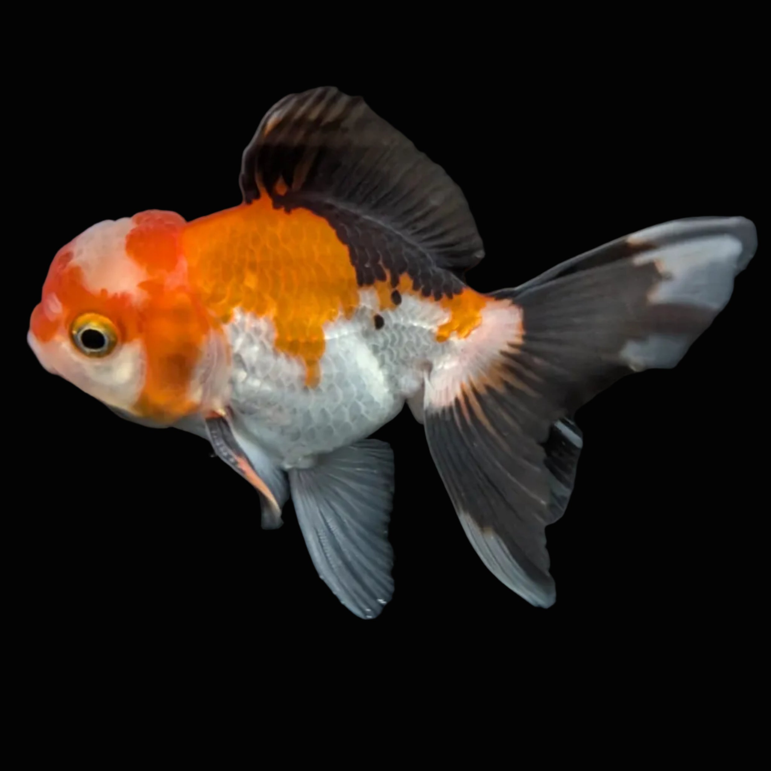 Juvenile Oranda Tricolor 3.5"-4" in.  ID#410T8A-018