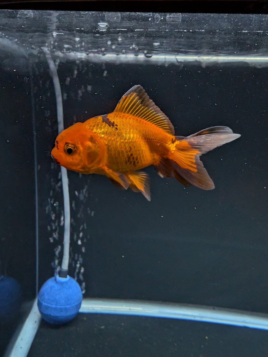 Juvenile Oranda Red Black 3"-3.5"in.  ID#522T1A-001