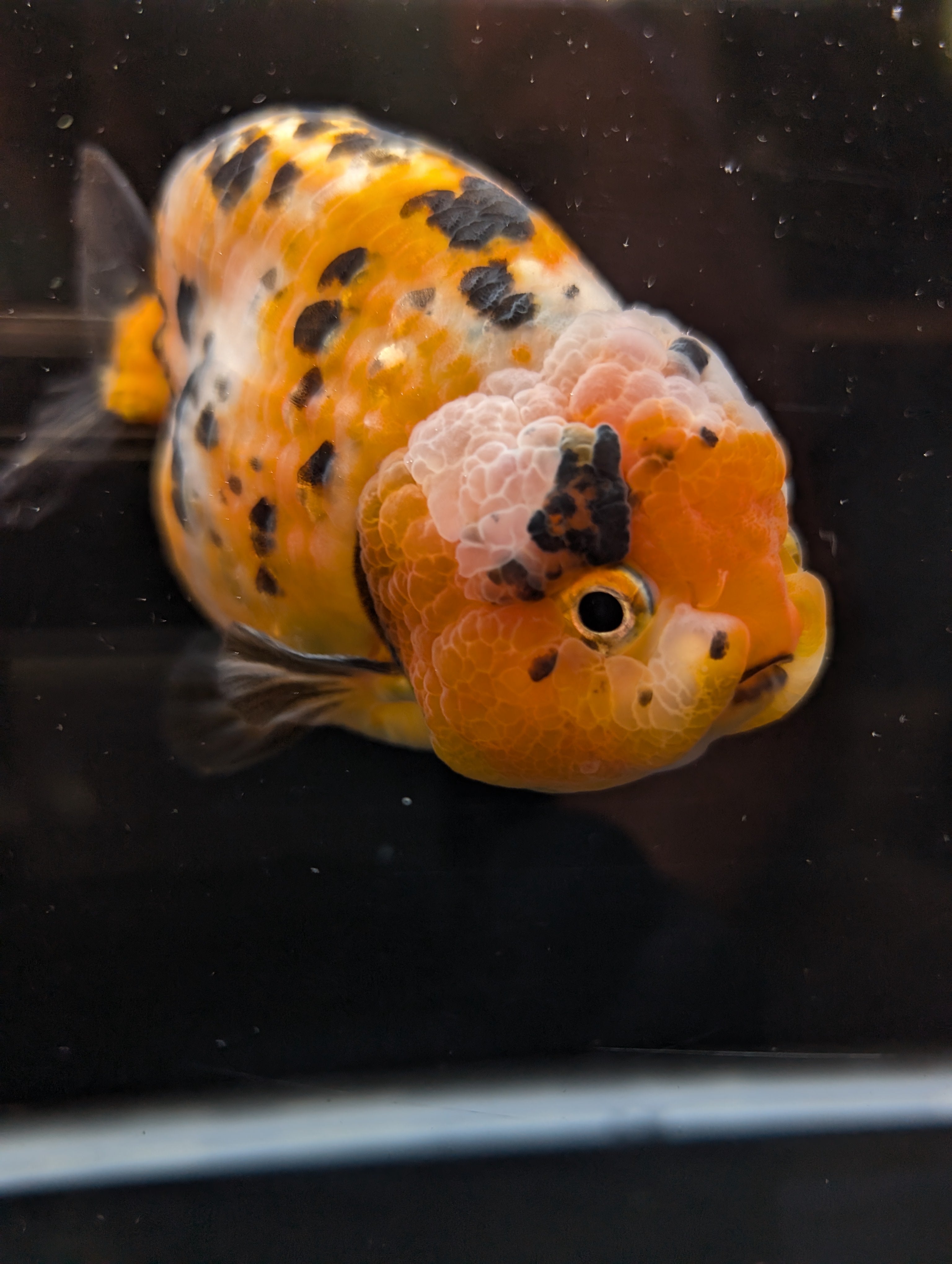 Jumbo Ranchu Calico 4.5"-5" in. ID#821R8A-033