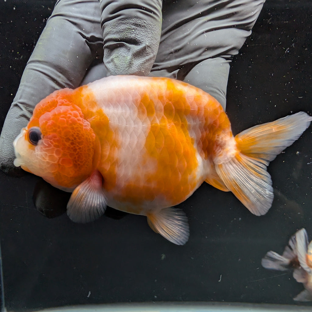 Jumbo Ranchu Sakura 3.5"- 4" in. ID#710R8A-026