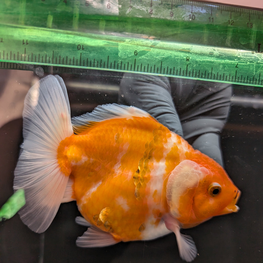 Jumbo Oranda Yuan Bao Sakura   4"-4.5"in. ID#807SB13A-002