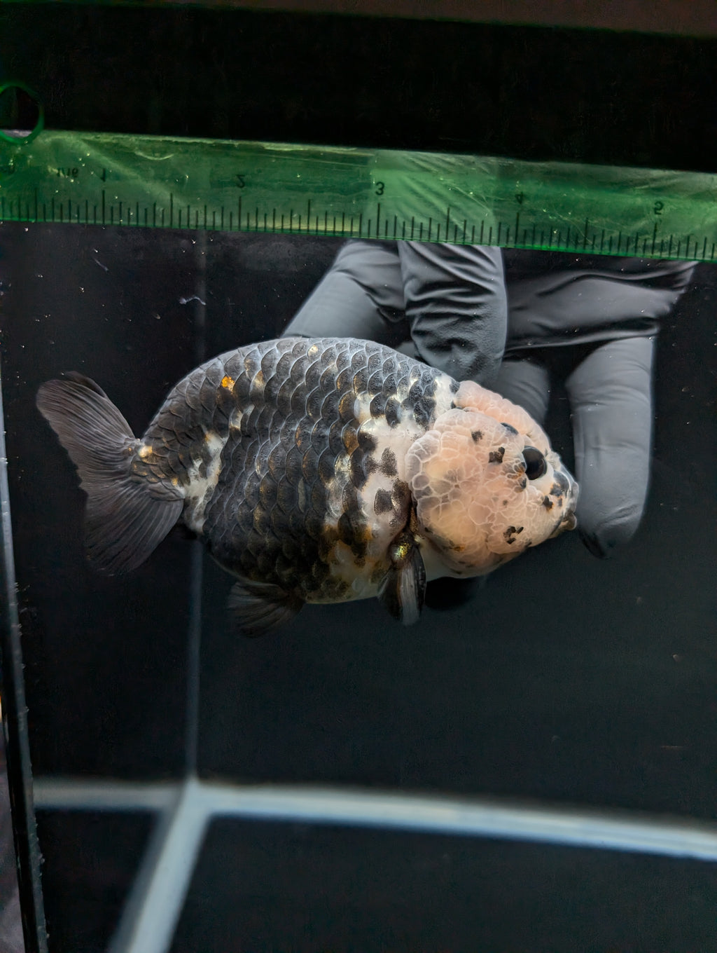 Jumbo Ranchu Heavy Ink Calico 4.5"-5" in. ID#828R8A-053