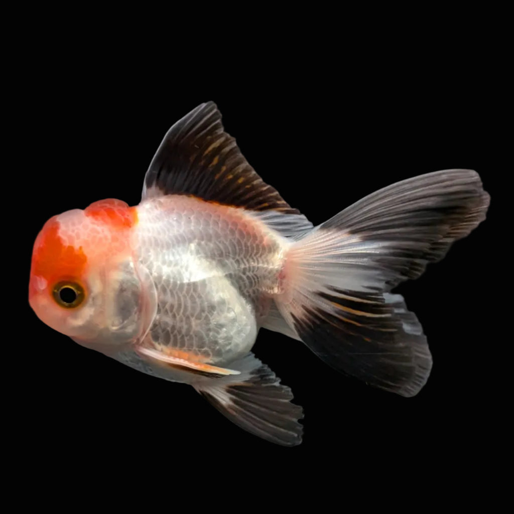 Juvenile Oranda Tricolor 3.5"-4" in.  ID#424T1A-001