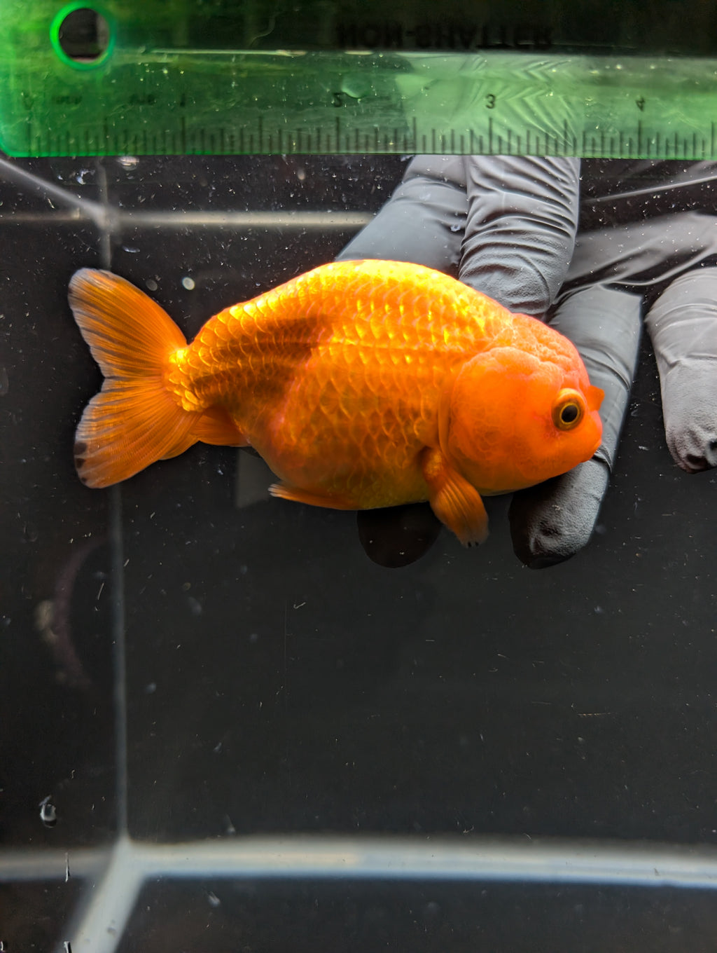 Ranchu Red White 4"in. ID#828R4A-026