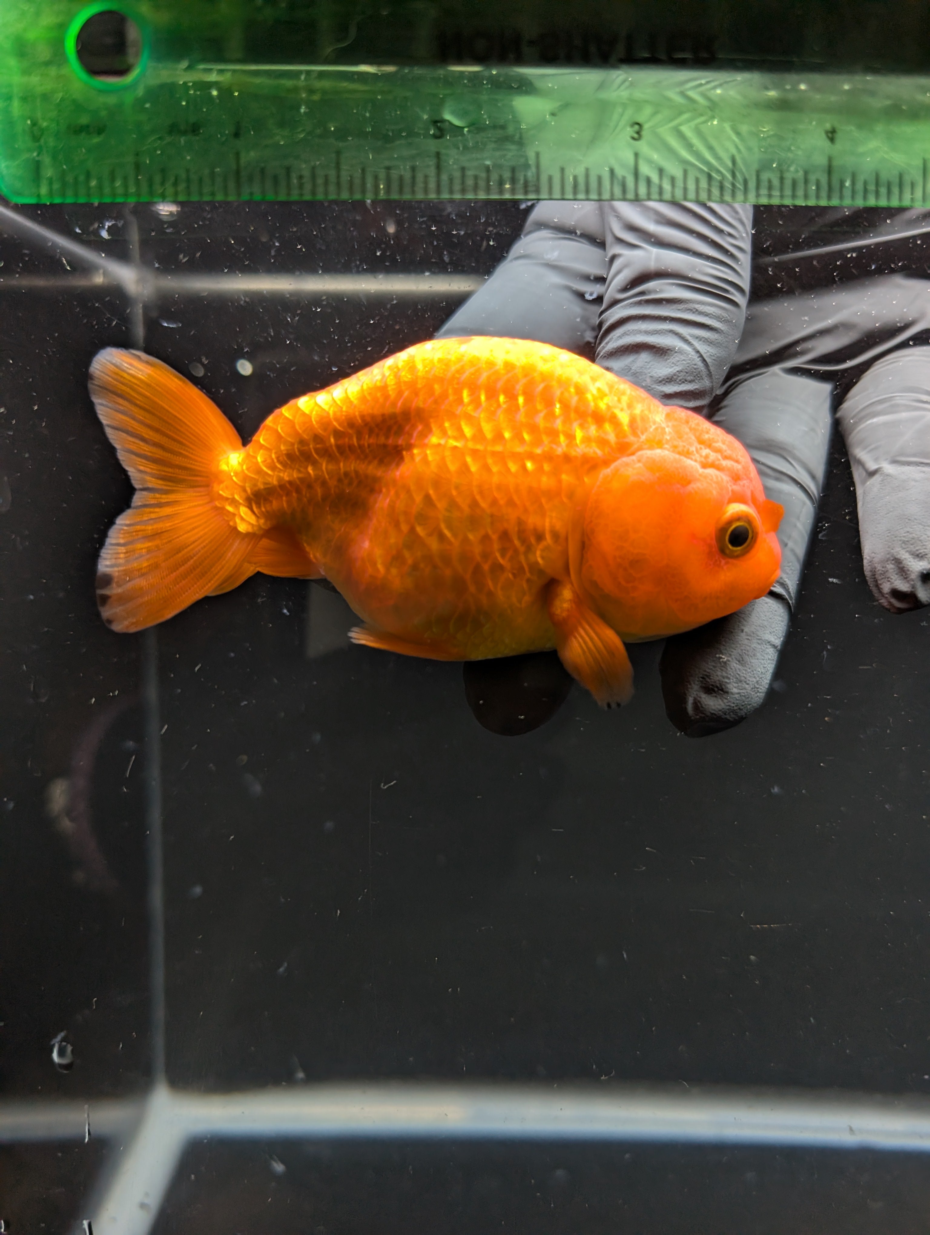 Ranchu Red White 4"in. ID#828R4A-026