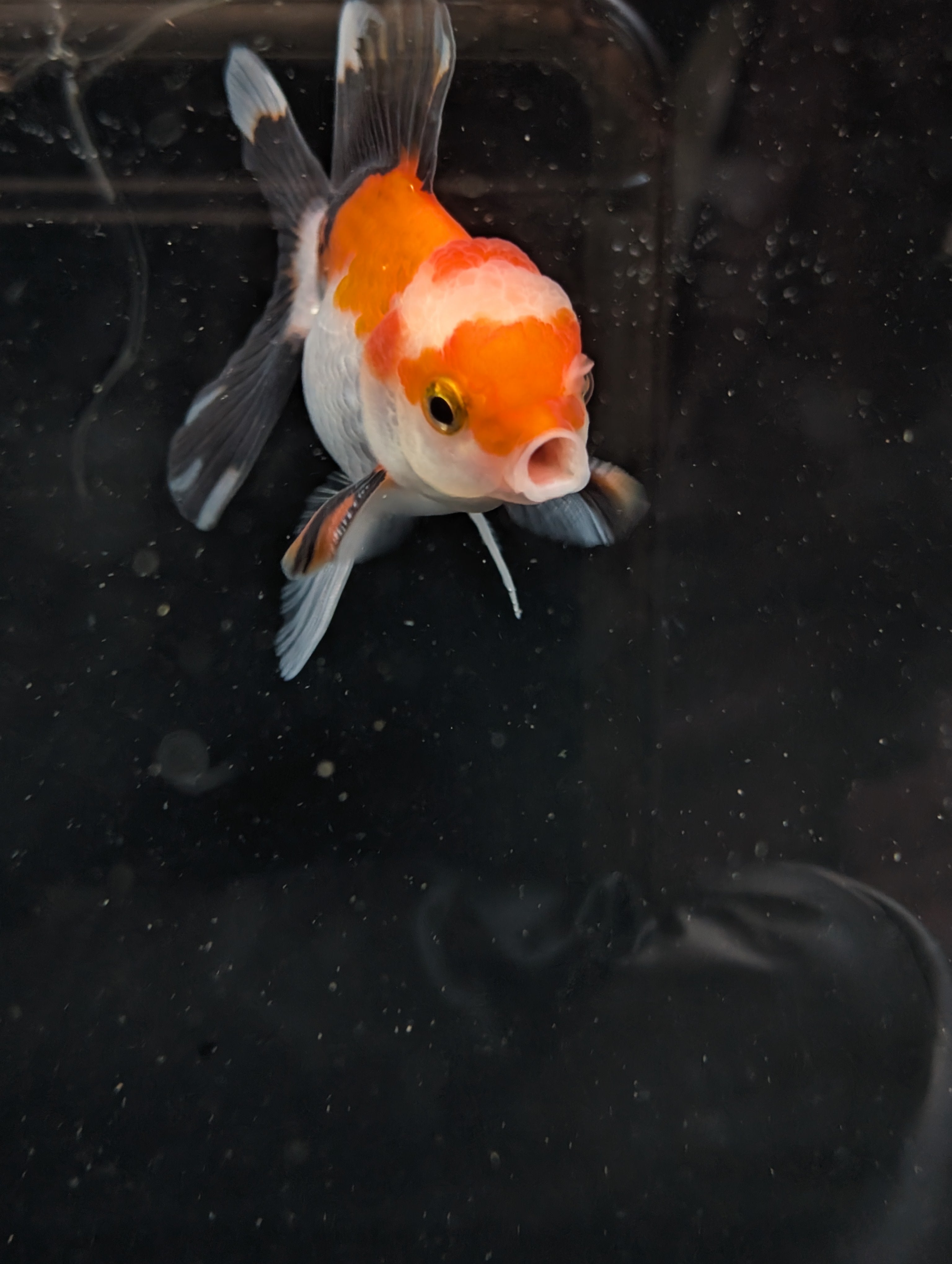 Juvenile Oranda Tricolor 3.5"-4" in.  ID#410T8A-018