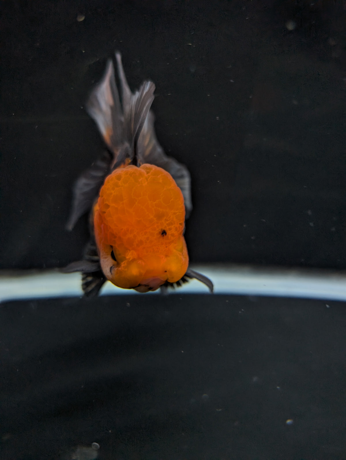 Thai Oranda Tricolor 4"-4.5"in.  ID#1023T1A-027