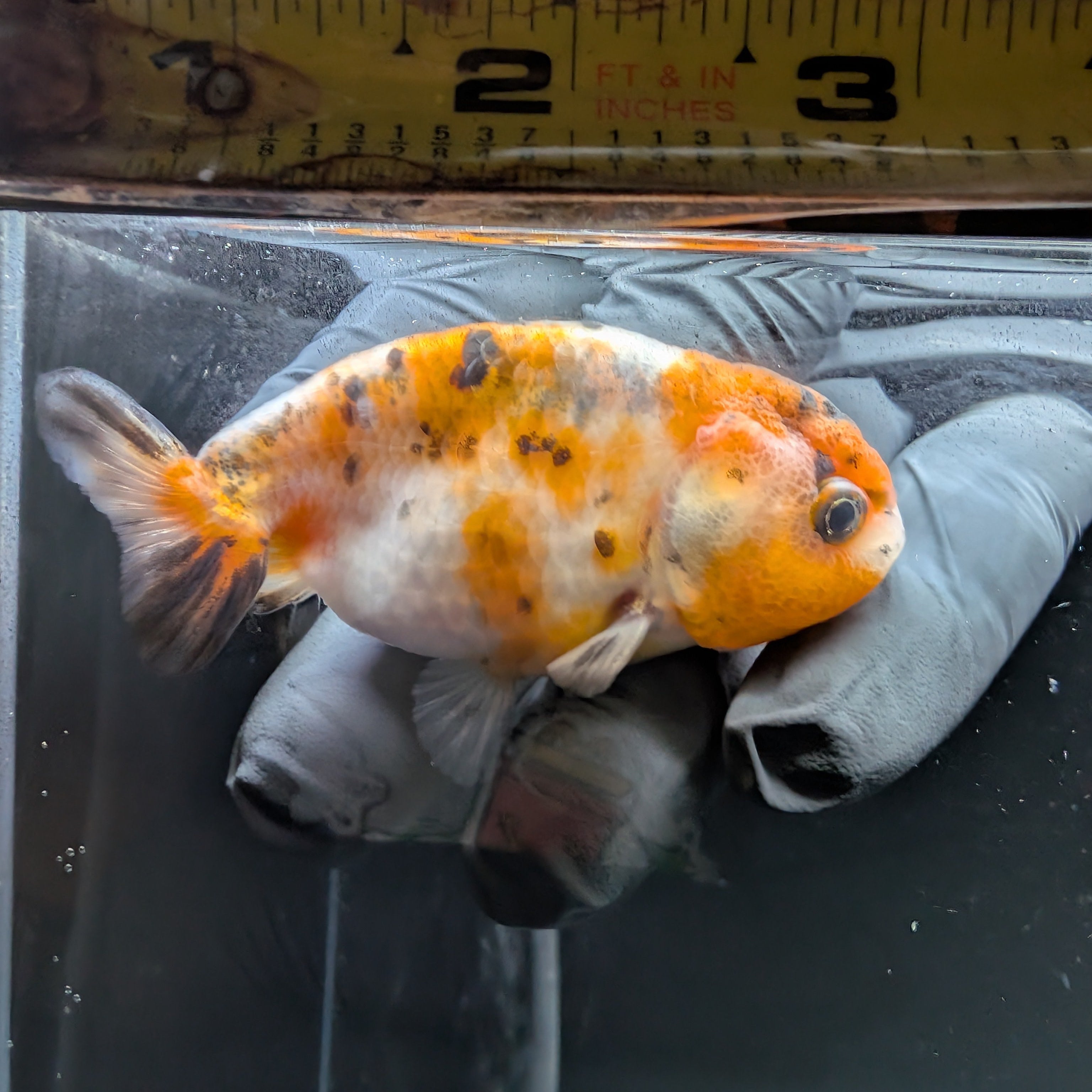 Ranchu Calico 3"-3.5" in. ID#515R4A-018