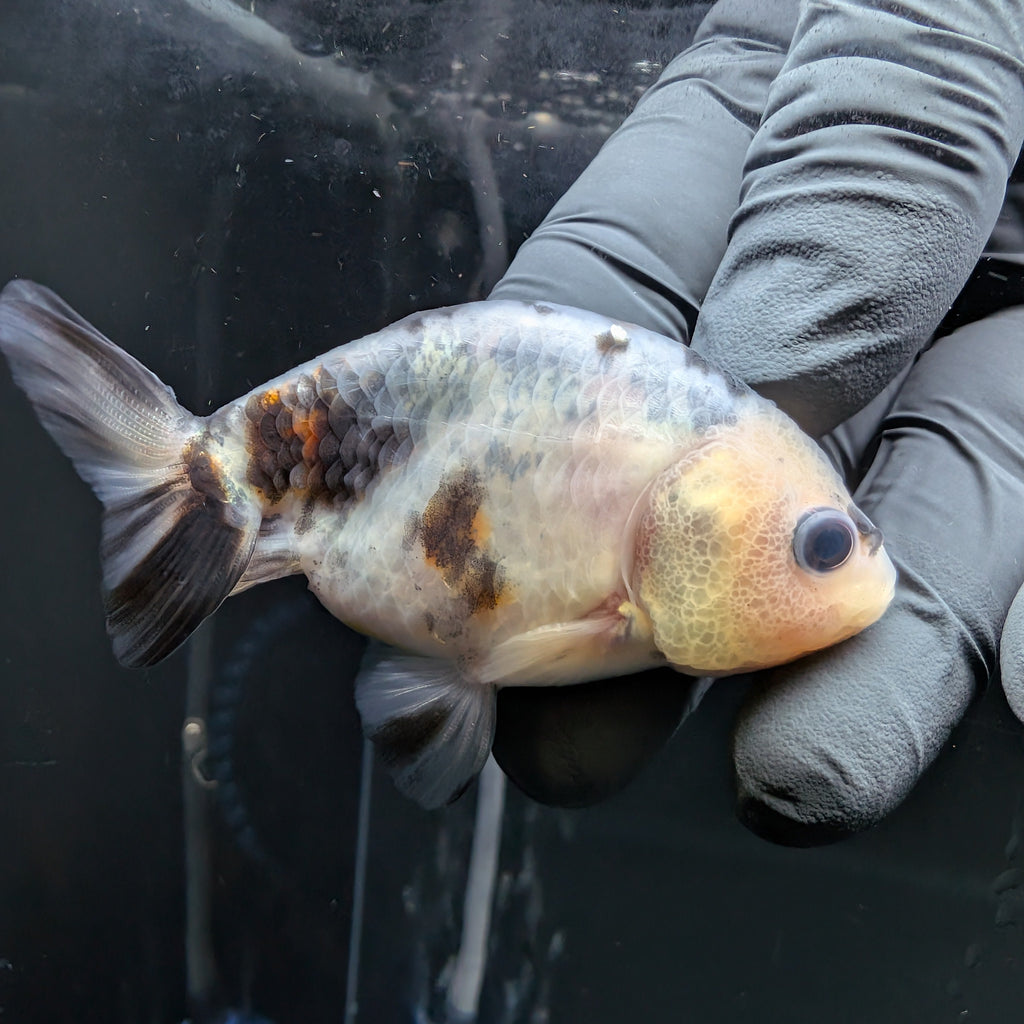 Ranchu Calico 3"-3.5" in. ID#522R4A-006